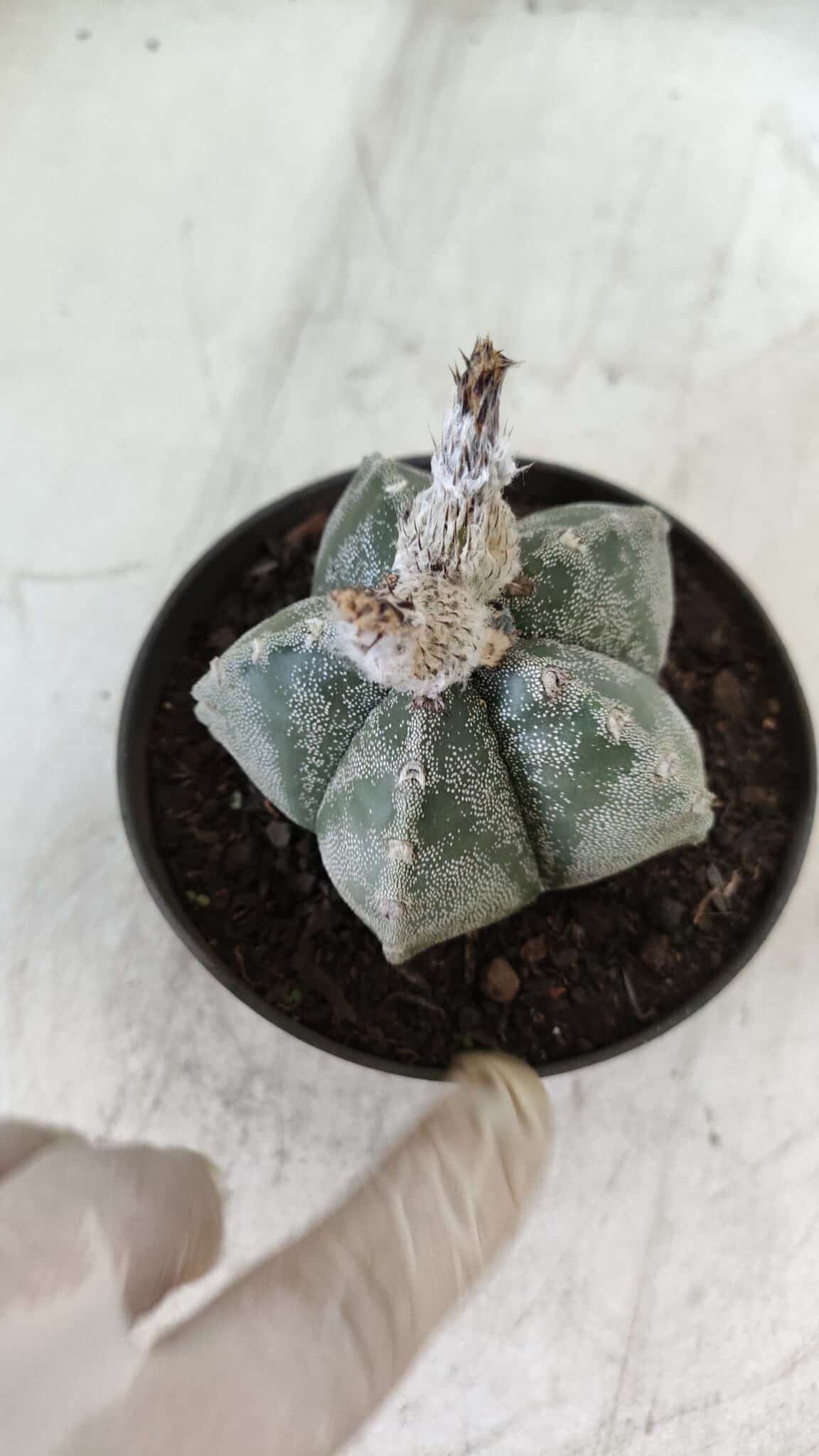 ASTROPHYTUM MYRIOSTIGMA Nº 708 – vaso 11