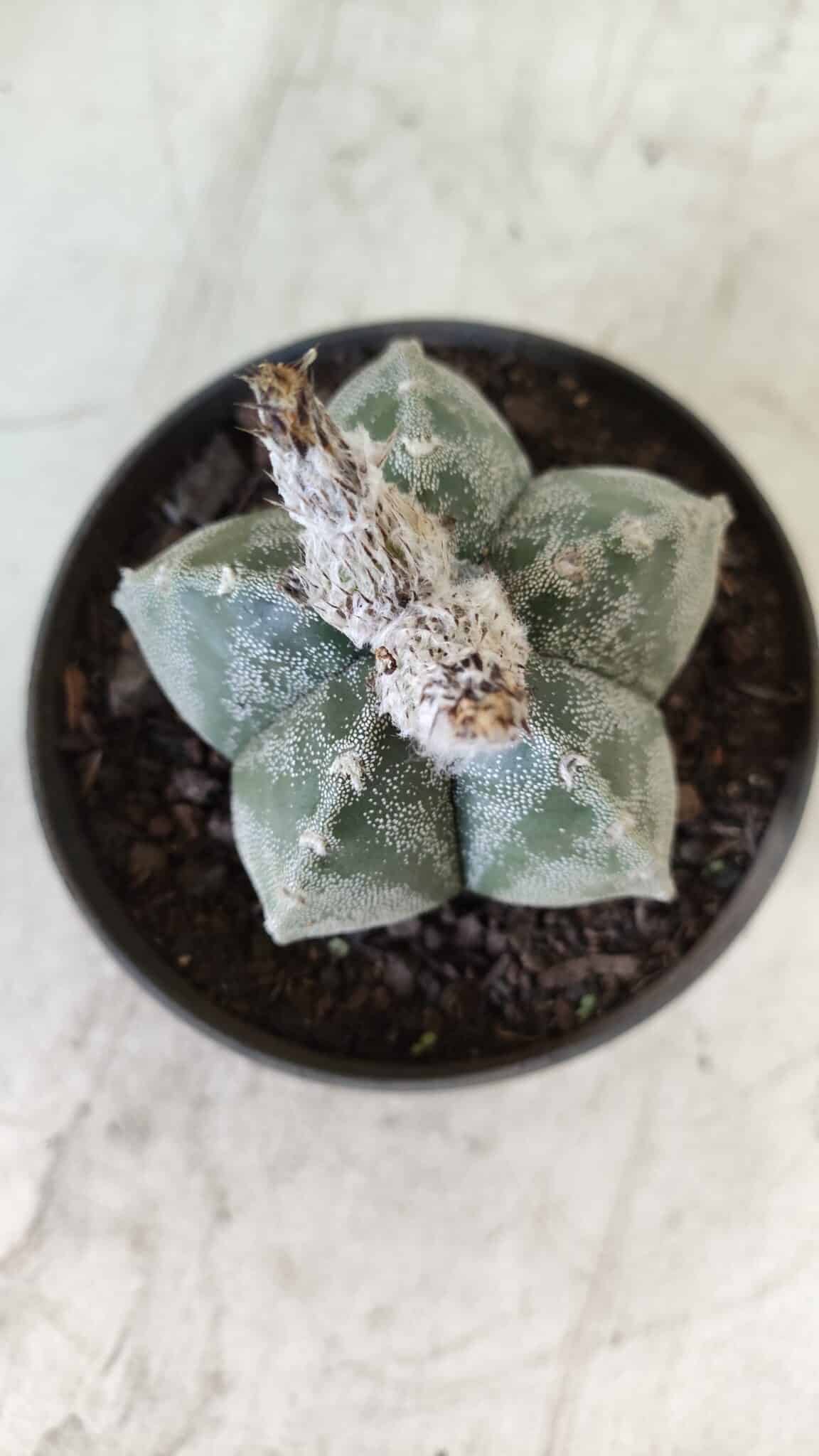 ASTROPHYTUM MYRIOSTIGMA Nº 708 – vaso 11