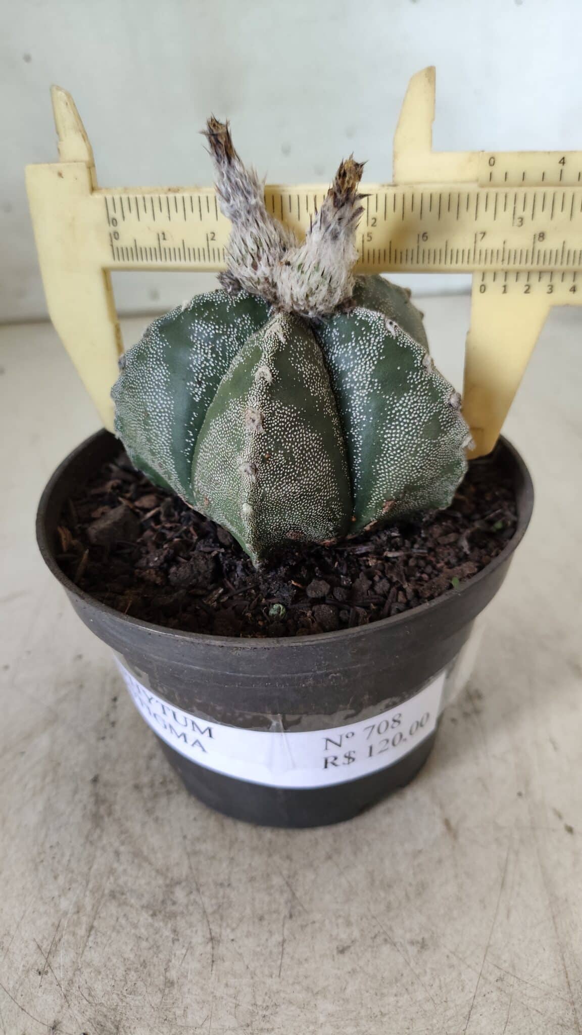 ASTROPHYTUM MYRIOSTIGMA Nº 708 – vaso 11