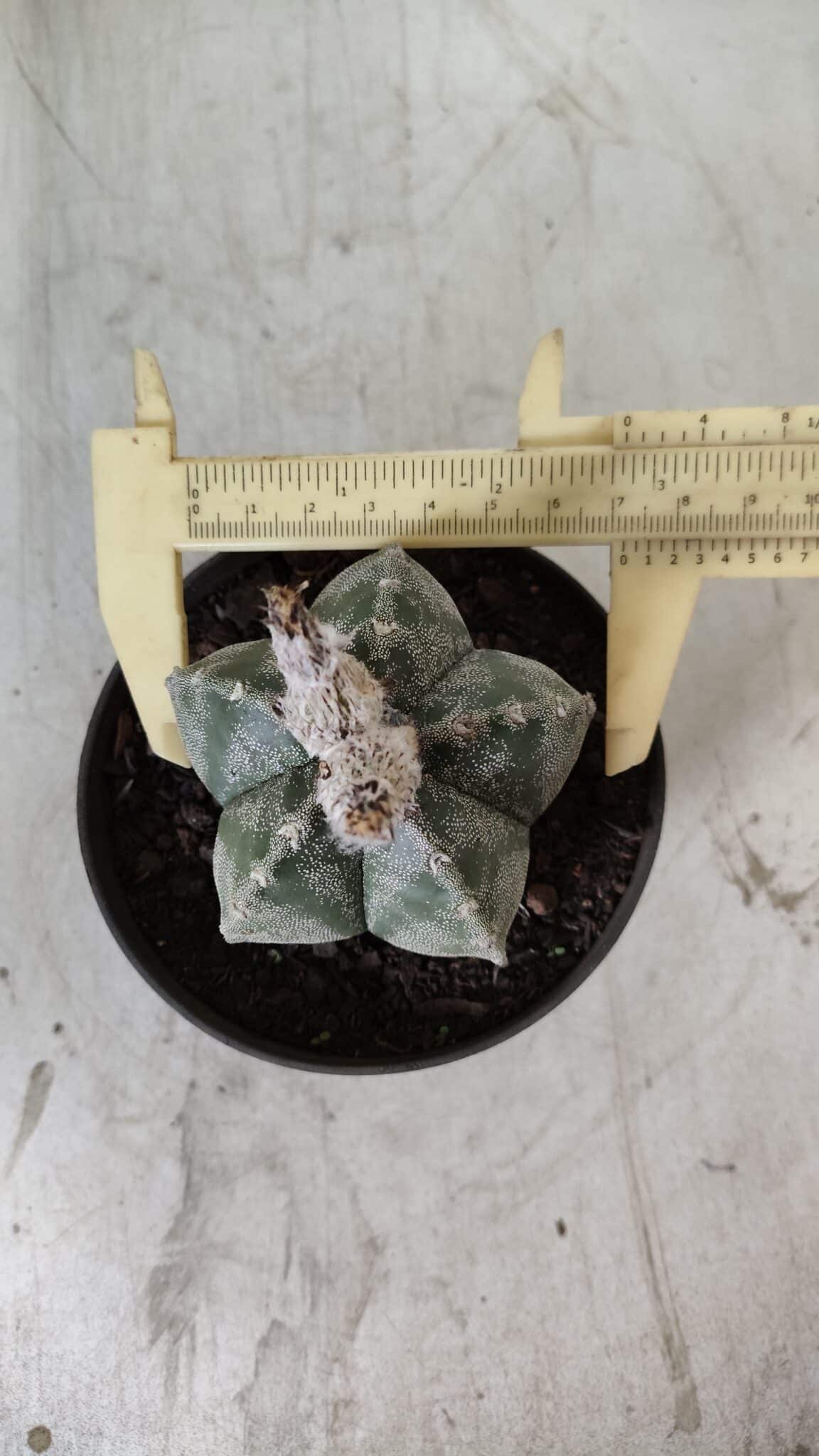 ASTROPHYTUM MYRIOSTIGMA Nº 708 – vaso 11