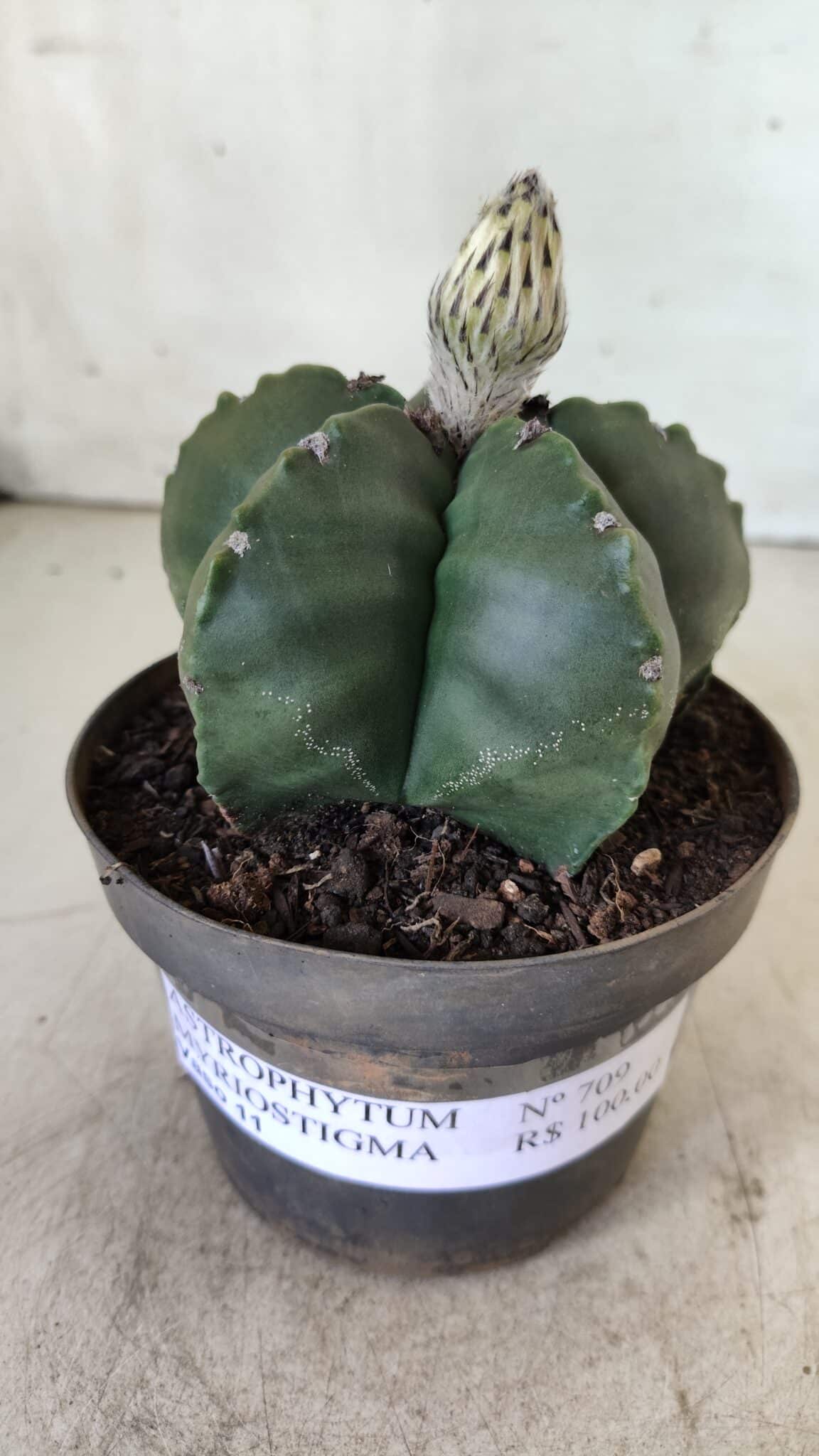 ASTROPHYTUM MYRIOSTIGMA Nº 709 "Nudum" – vaso 11
