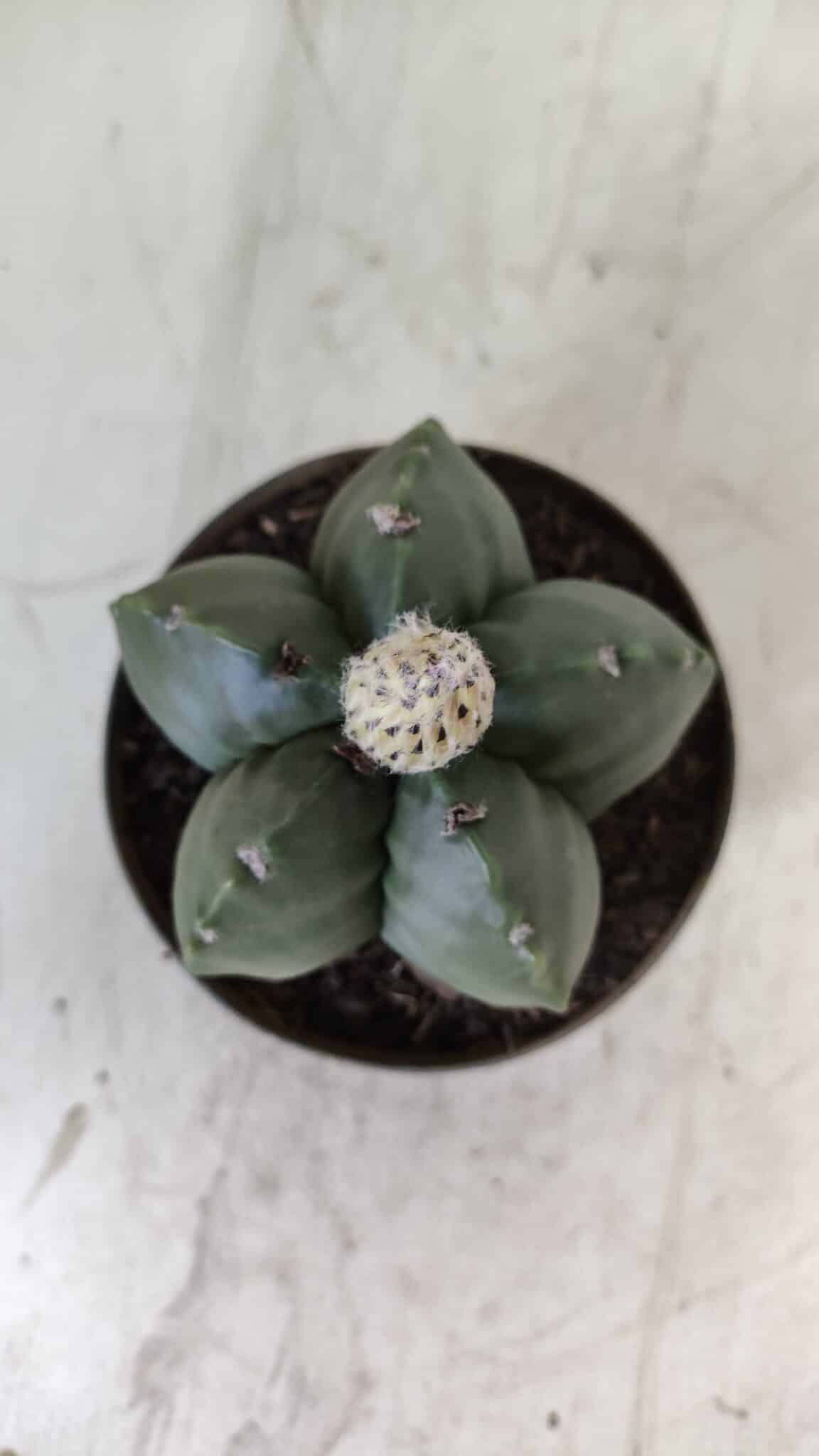 ASTROPHYTUM MYRIOSTIGMA Nº 709 "Nudum" – vaso 11