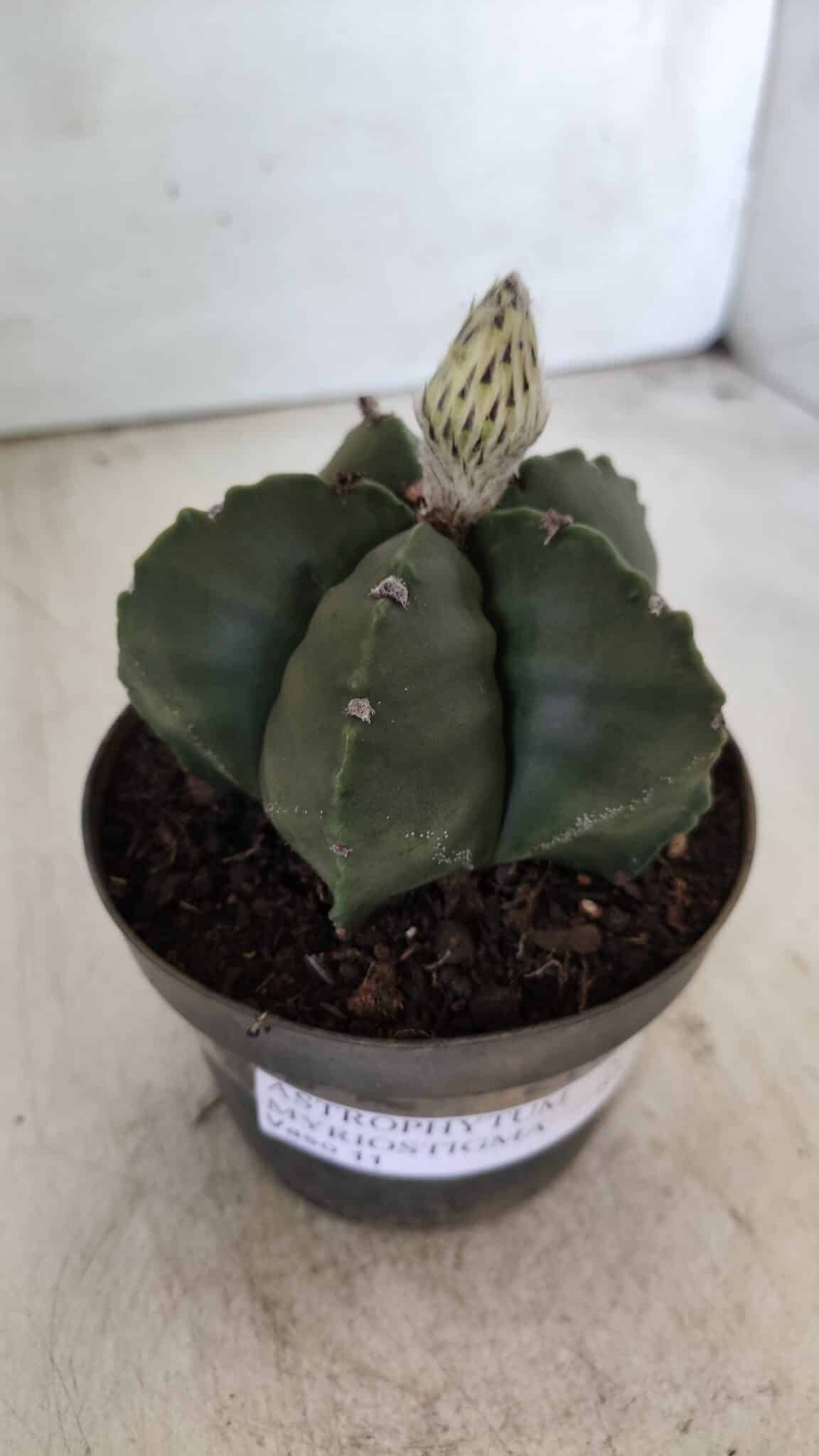 ASTROPHYTUM MYRIOSTIGMA Nº 709 "Nudum" – vaso 11