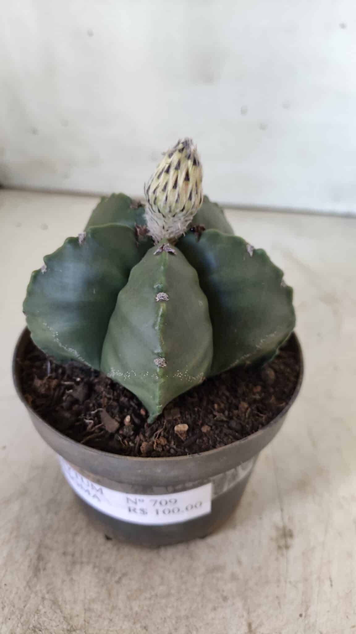 ASTROPHYTUM MYRIOSTIGMA Nº 709 "Nudum" – vaso 11