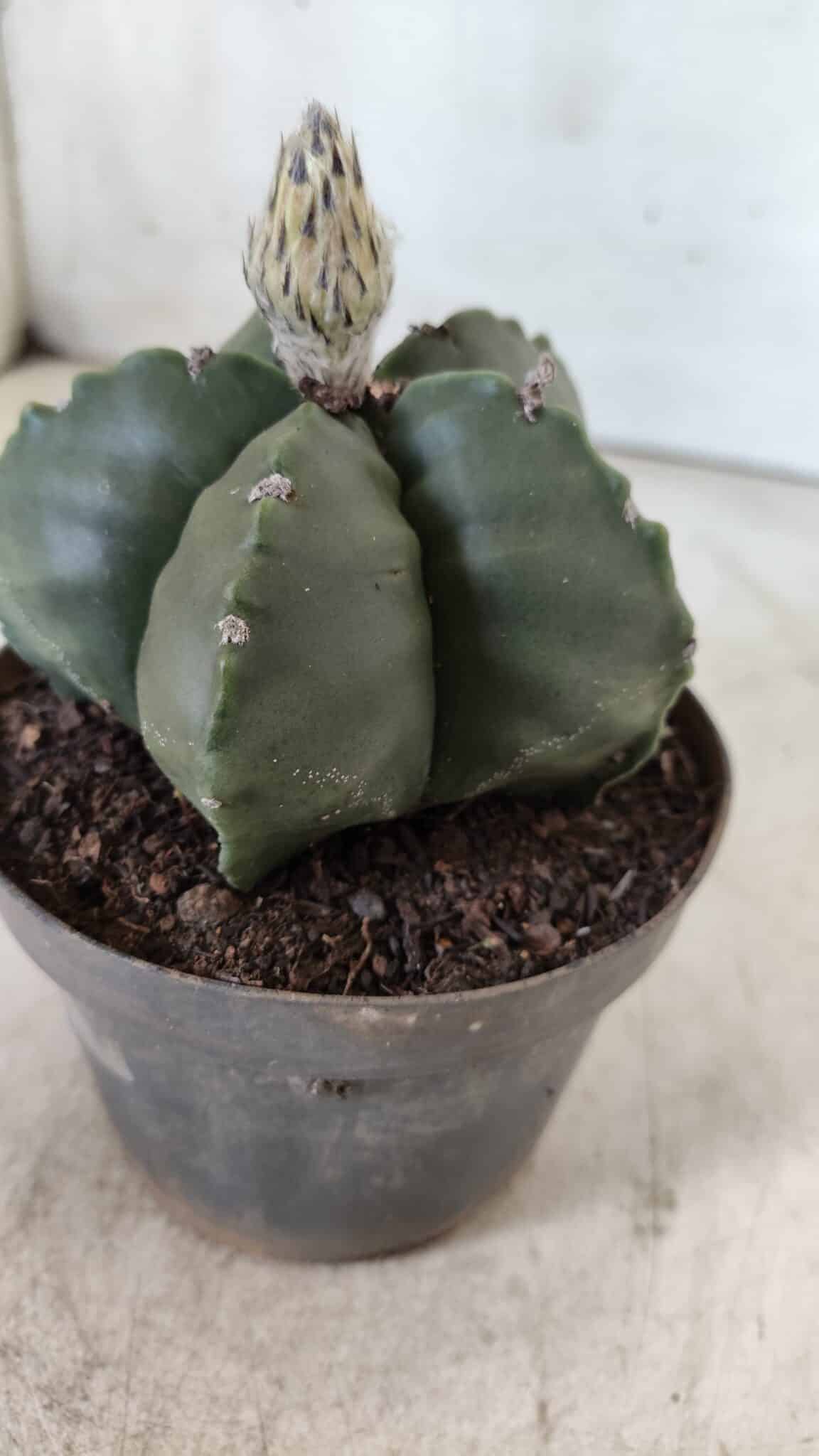 ASTROPHYTUM MYRIOSTIGMA Nº 709 "Nudum" – vaso 11