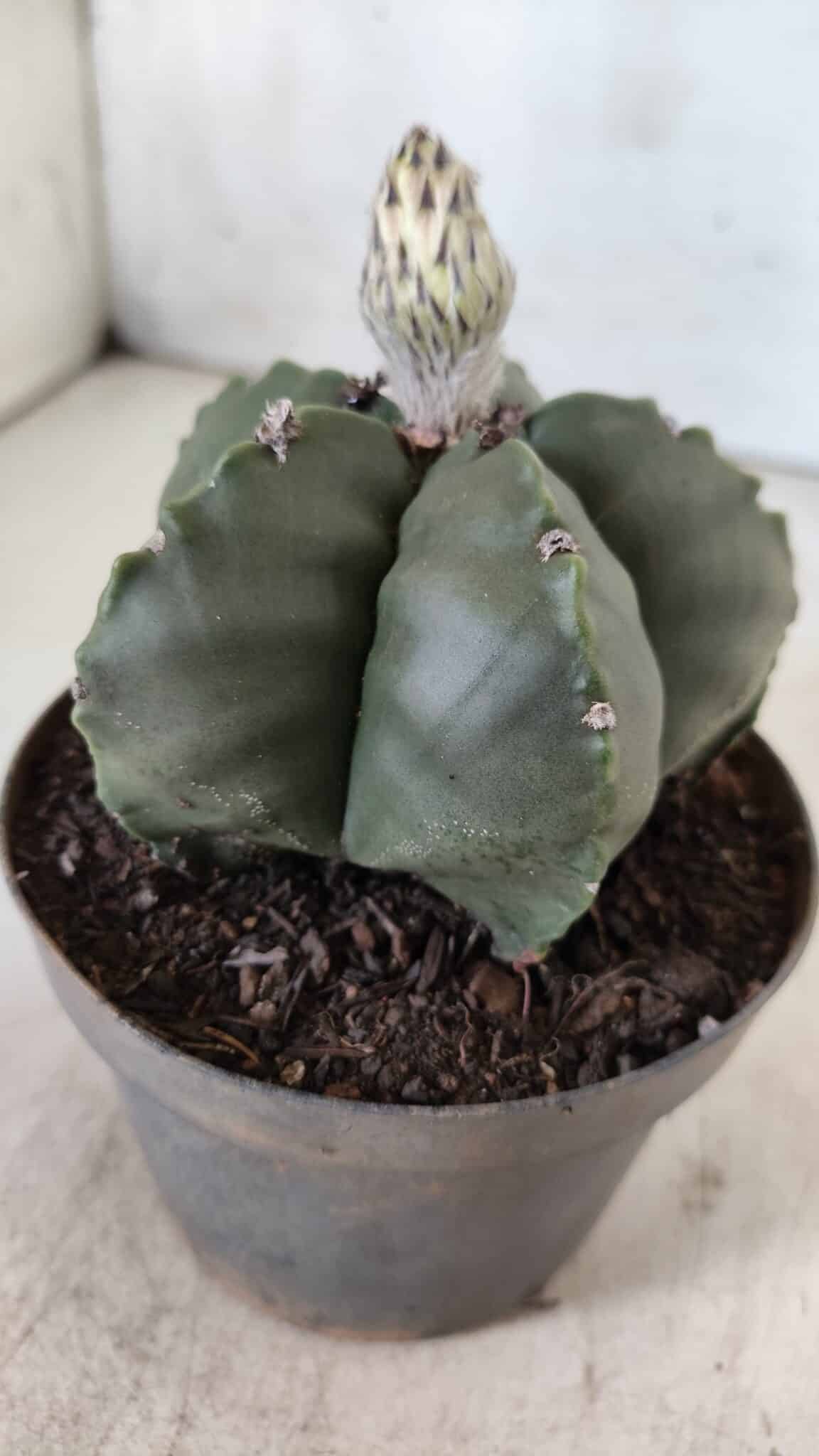 ASTROPHYTUM MYRIOSTIGMA Nº 709 "Nudum" – vaso 11