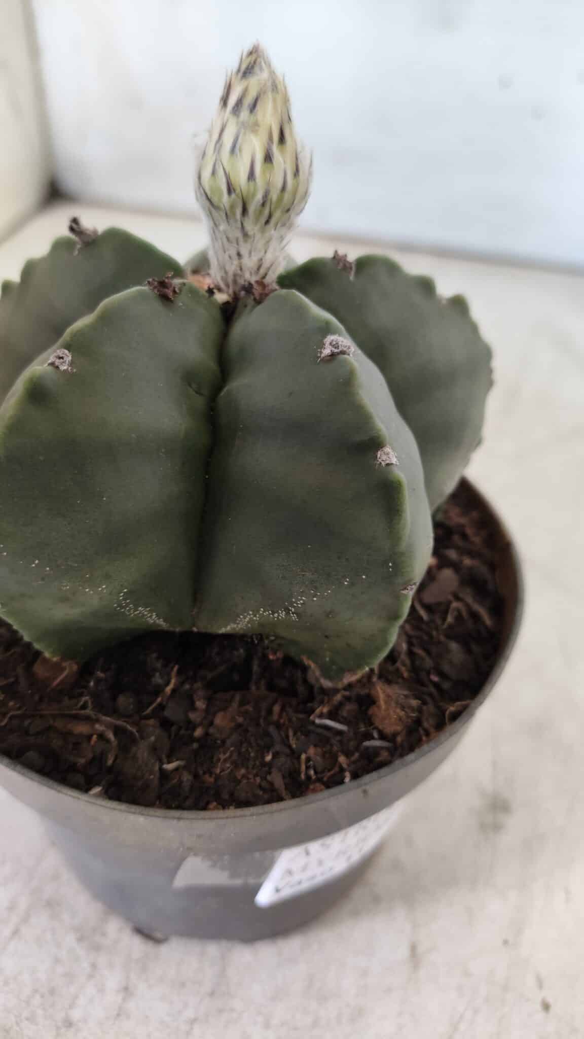 ASTROPHYTUM MYRIOSTIGMA Nº 709 "Nudum" – vaso 11