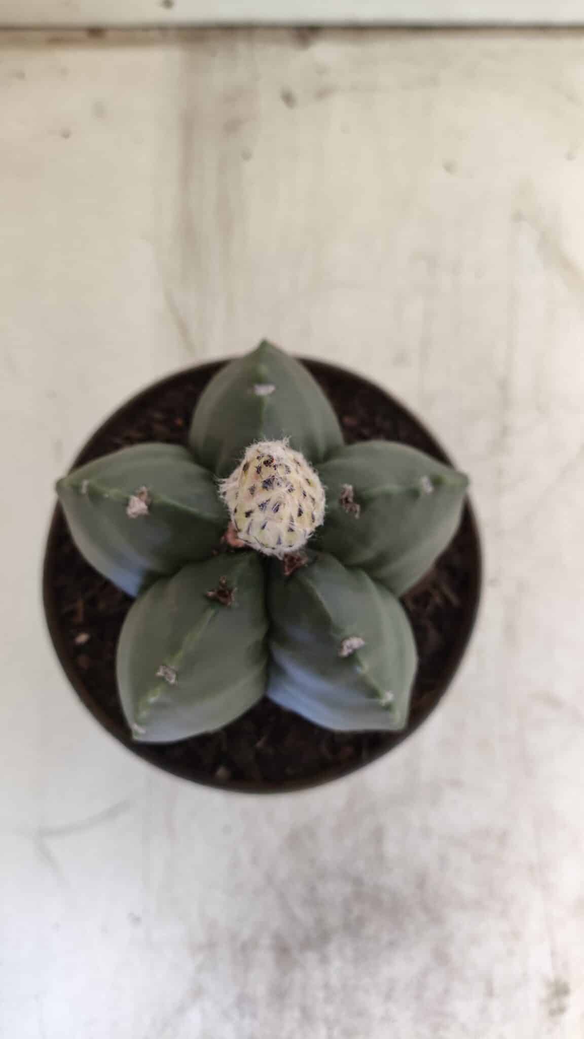 ASTROPHYTUM MYRIOSTIGMA Nº 709 "Nudum" – vaso 11