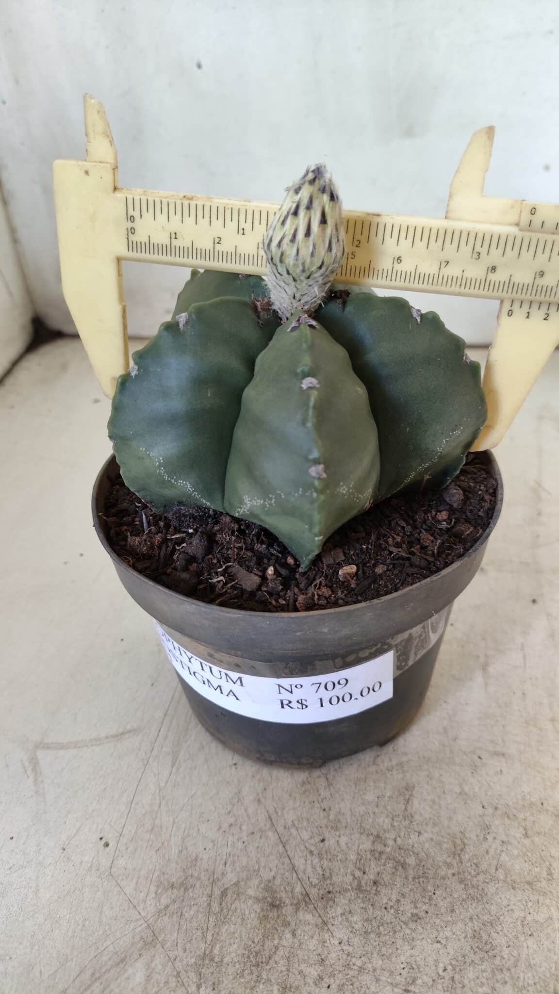 ASTROPHYTUM MYRIOSTIGMA Nº 709 "Nudum" – vaso 11
