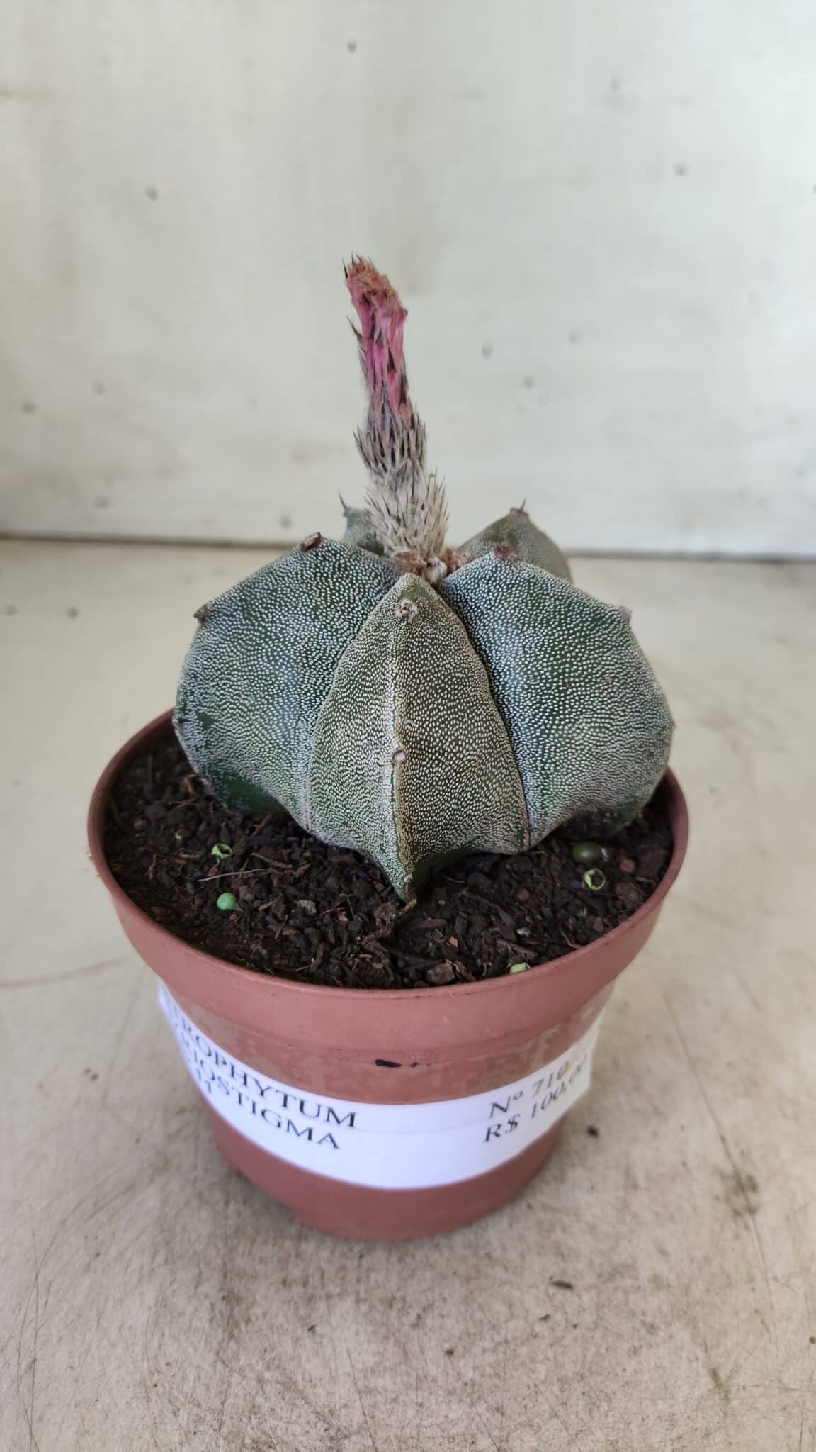 ASTROPHYTUM MYRIOSTIGMA Nº 710 – vaso 11