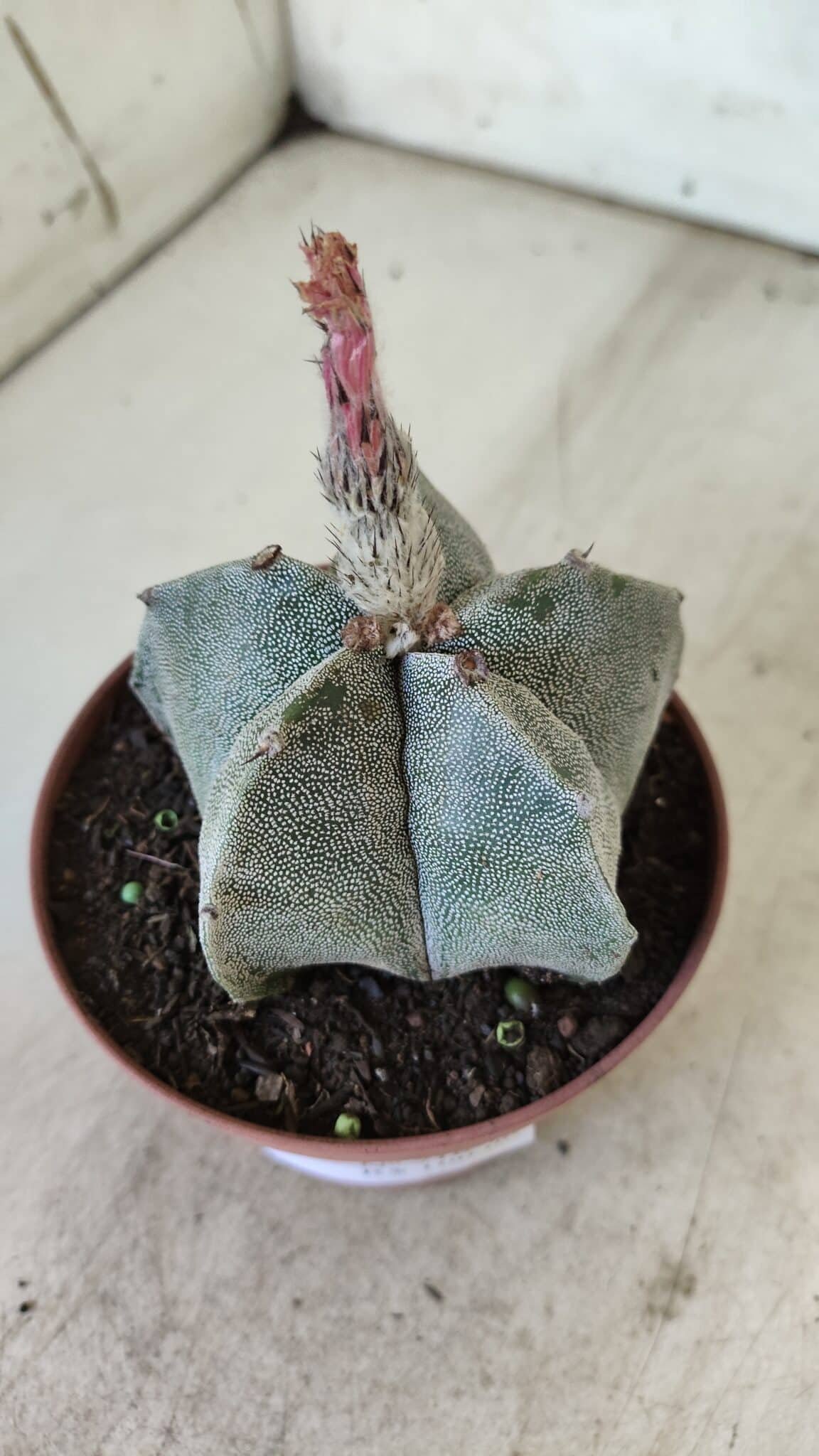 ASTROPHYTUM MYRIOSTIGMA Nº 710 – vaso 11