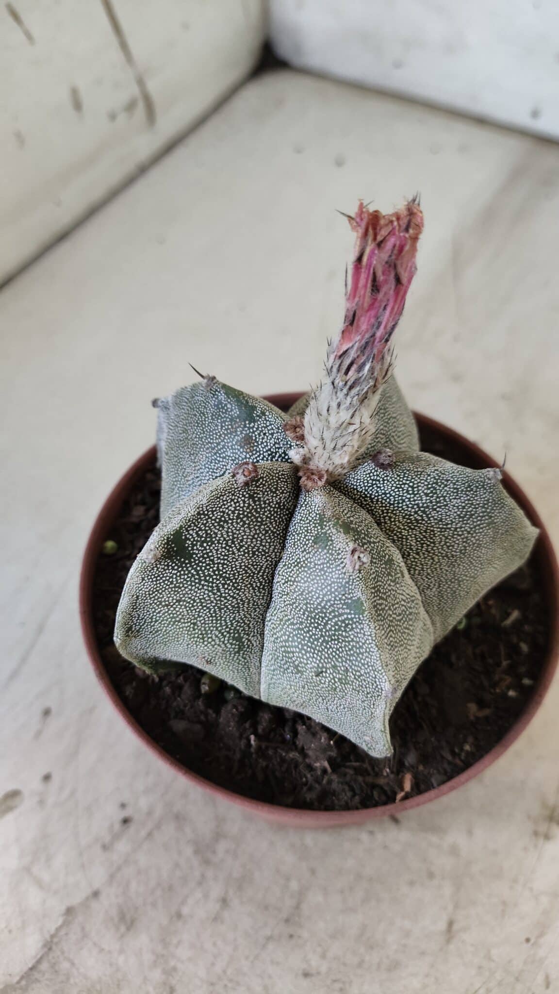 ASTROPHYTUM MYRIOSTIGMA Nº 710 – vaso 11