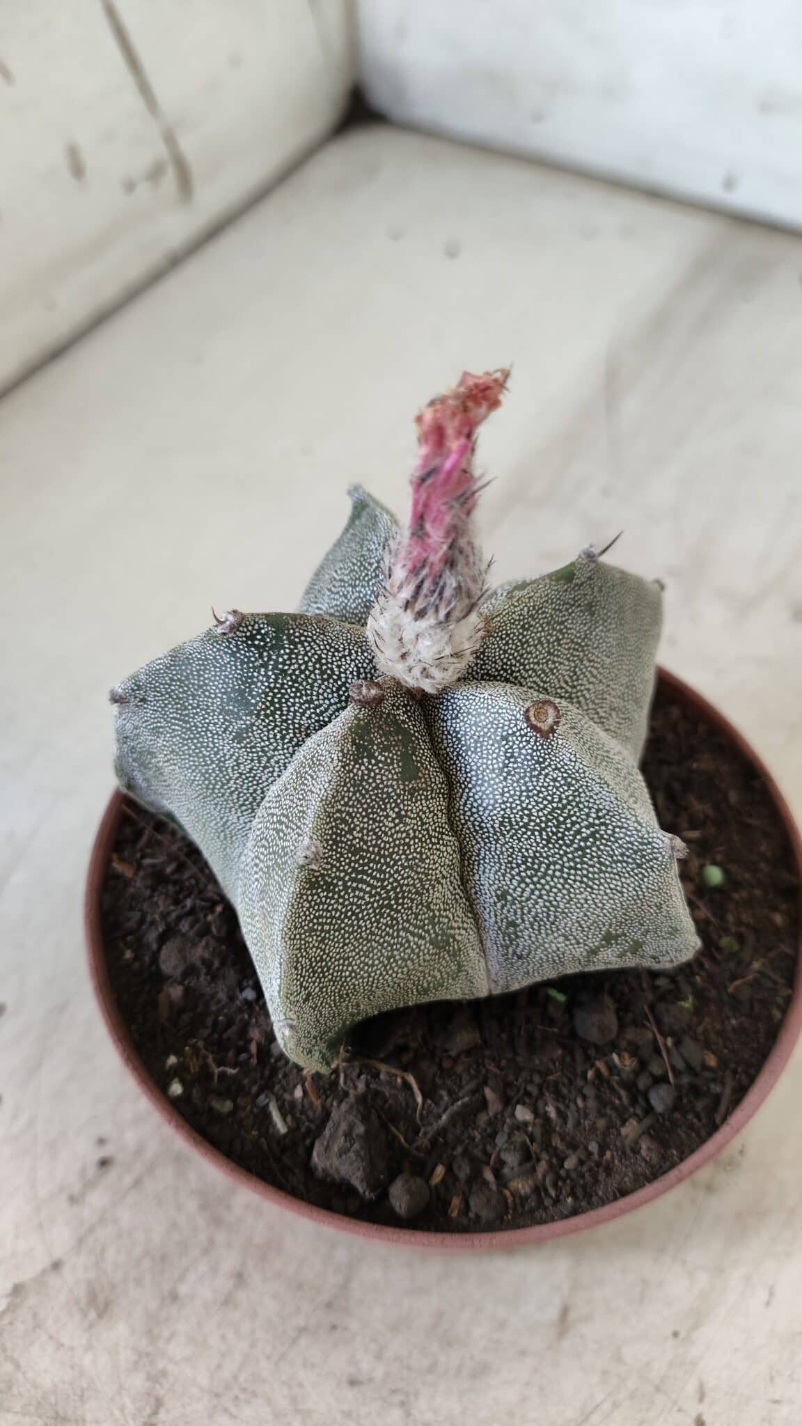 ASTROPHYTUM MYRIOSTIGMA Nº 710 – vaso 11