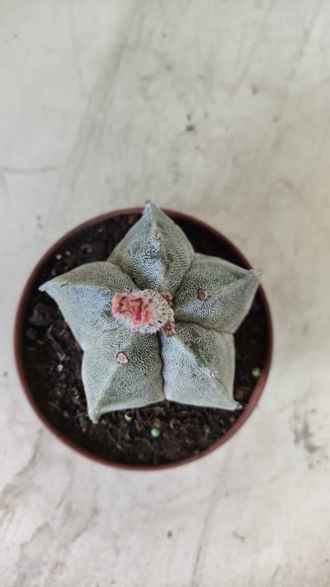 ASTROPHYTUM MYRIOSTIGMA Nº 710 – vaso 11