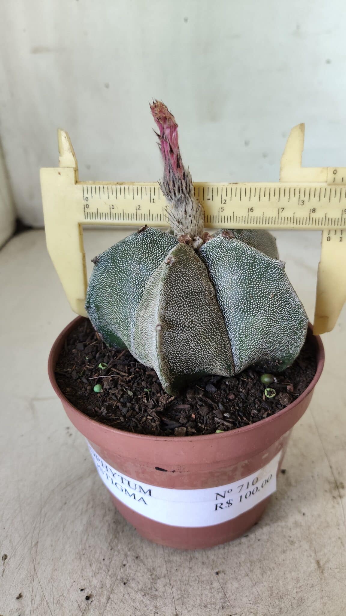 ASTROPHYTUM MYRIOSTIGMA Nº 710 – vaso 11