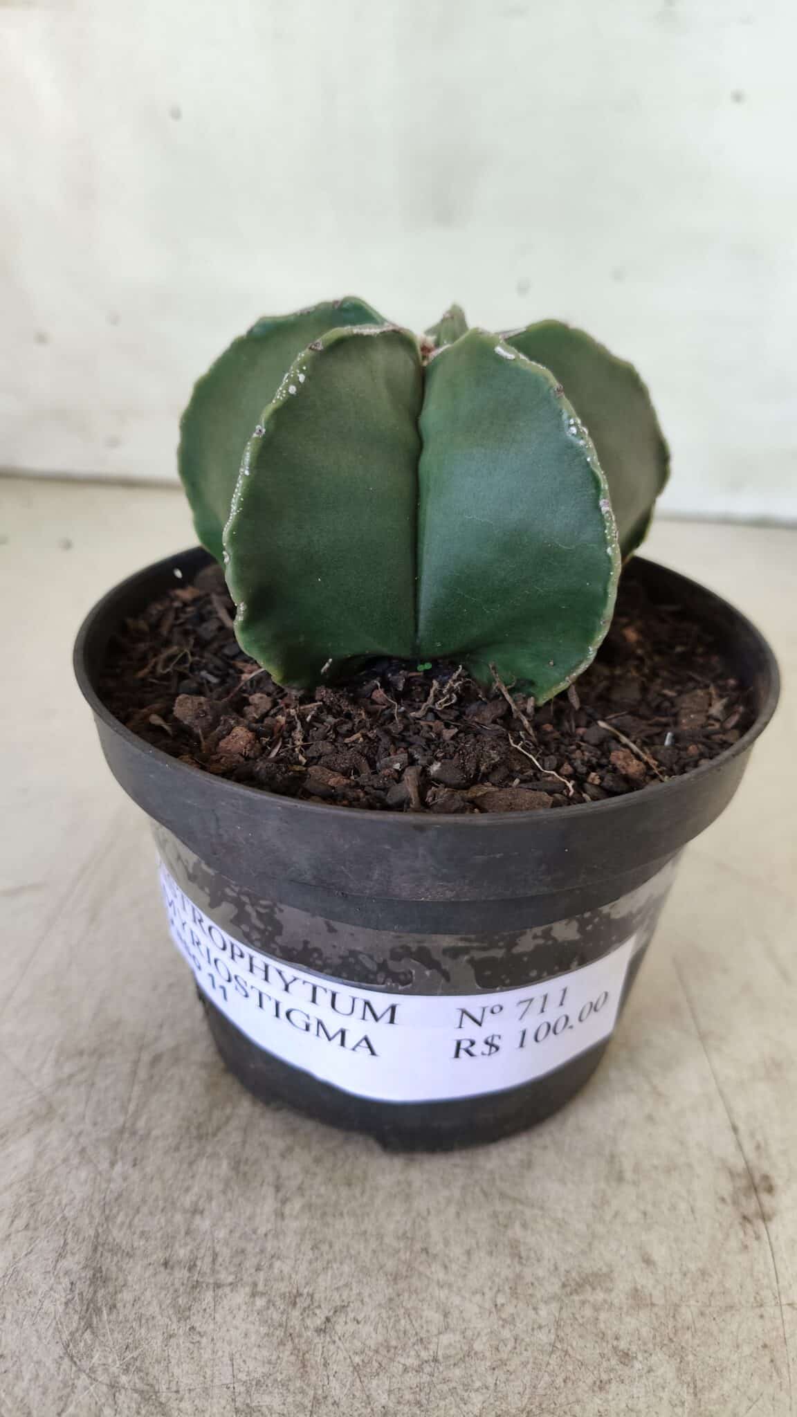 ASTROPHYTUM MYRIOSTIGMA "Nudum" Nº 711 – vaso 11