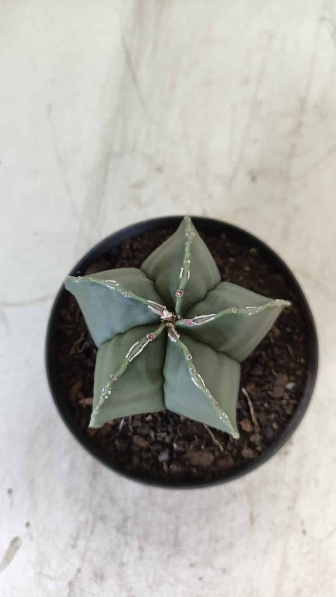 ASTROPHYTUM MYRIOSTIGMA "Nudum" Nº 711 – vaso 11