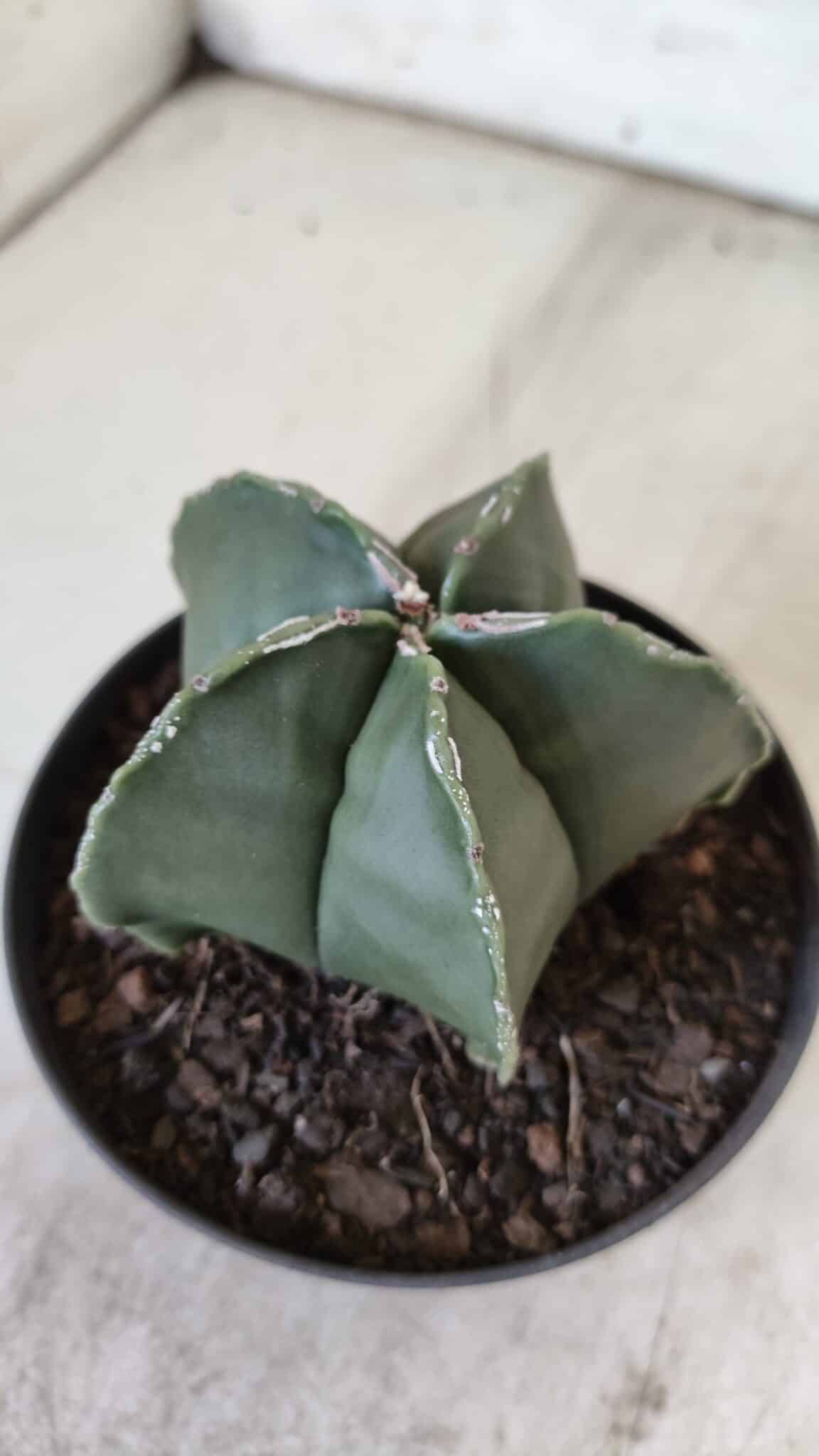 ASTROPHYTUM MYRIOSTIGMA "Nudum" Nº 711 – vaso 11
