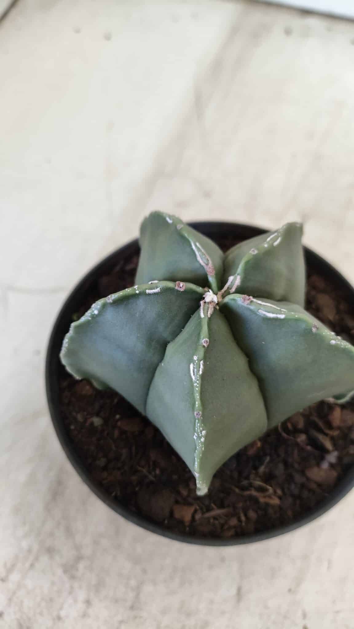 ASTROPHYTUM MYRIOSTIGMA "Nudum" Nº 711 – vaso 11