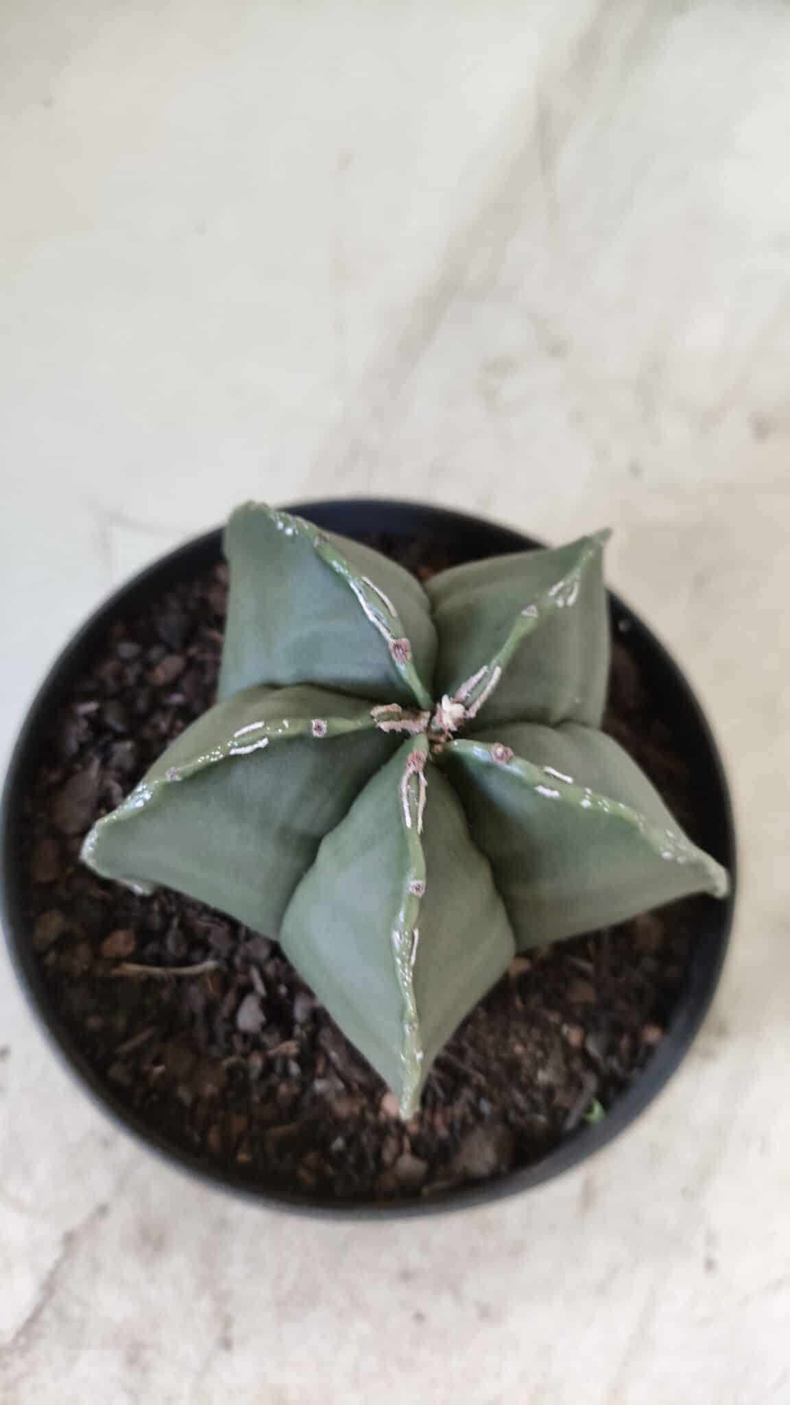 ASTROPHYTUM MYRIOSTIGMA "Nudum" Nº 711 – vaso 11
