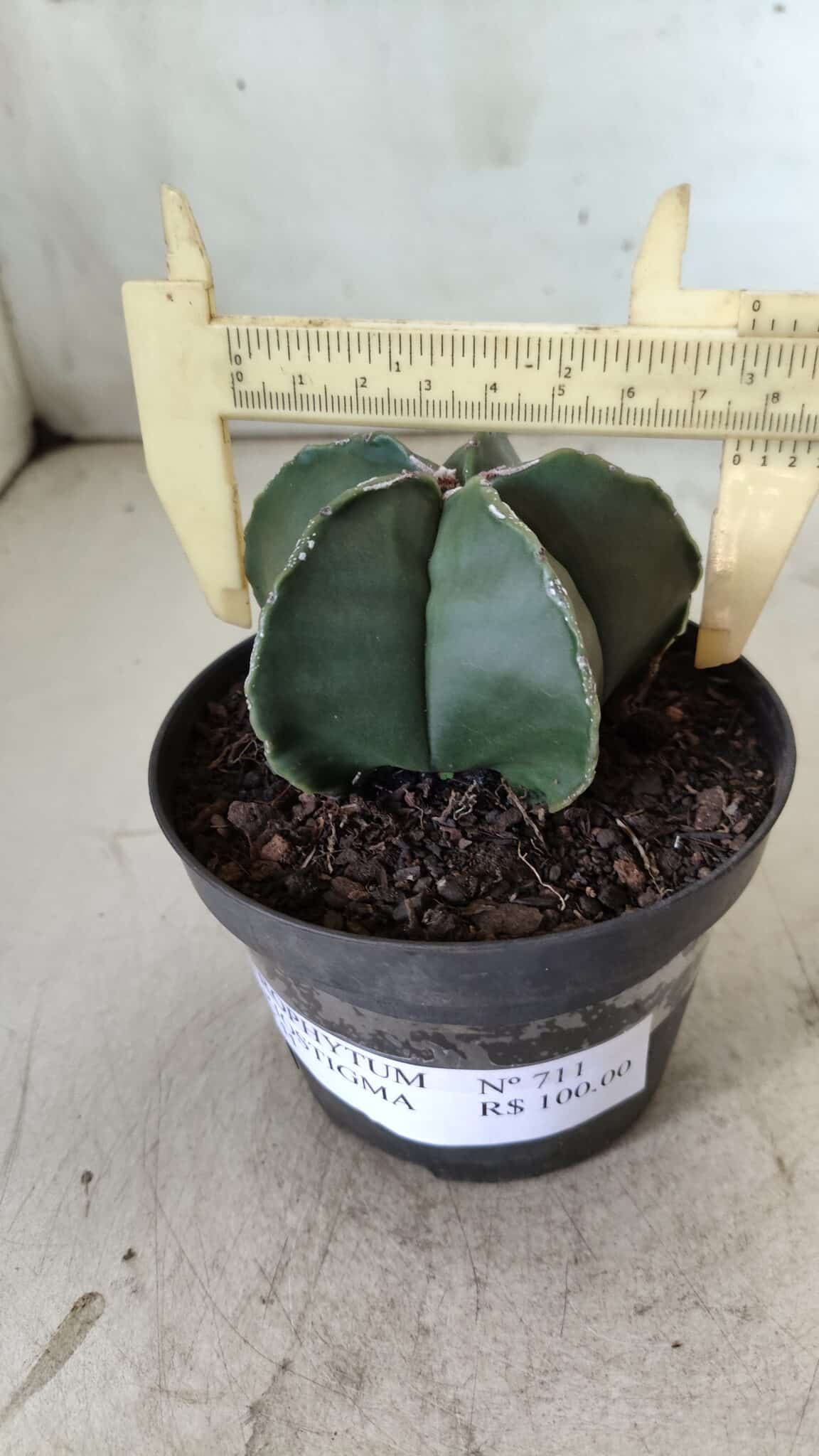 ASTROPHYTUM MYRIOSTIGMA "Nudum" Nº 711 – vaso 11