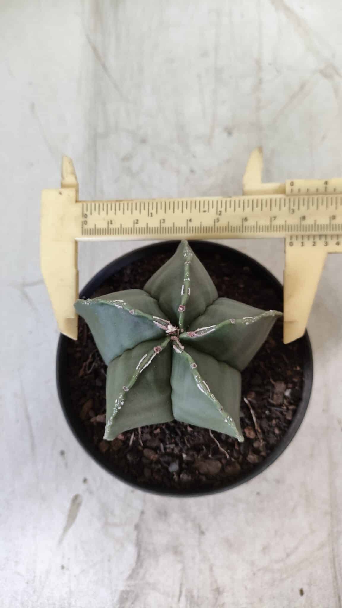 ASTROPHYTUM MYRIOSTIGMA "Nudum" Nº 711 – vaso 11