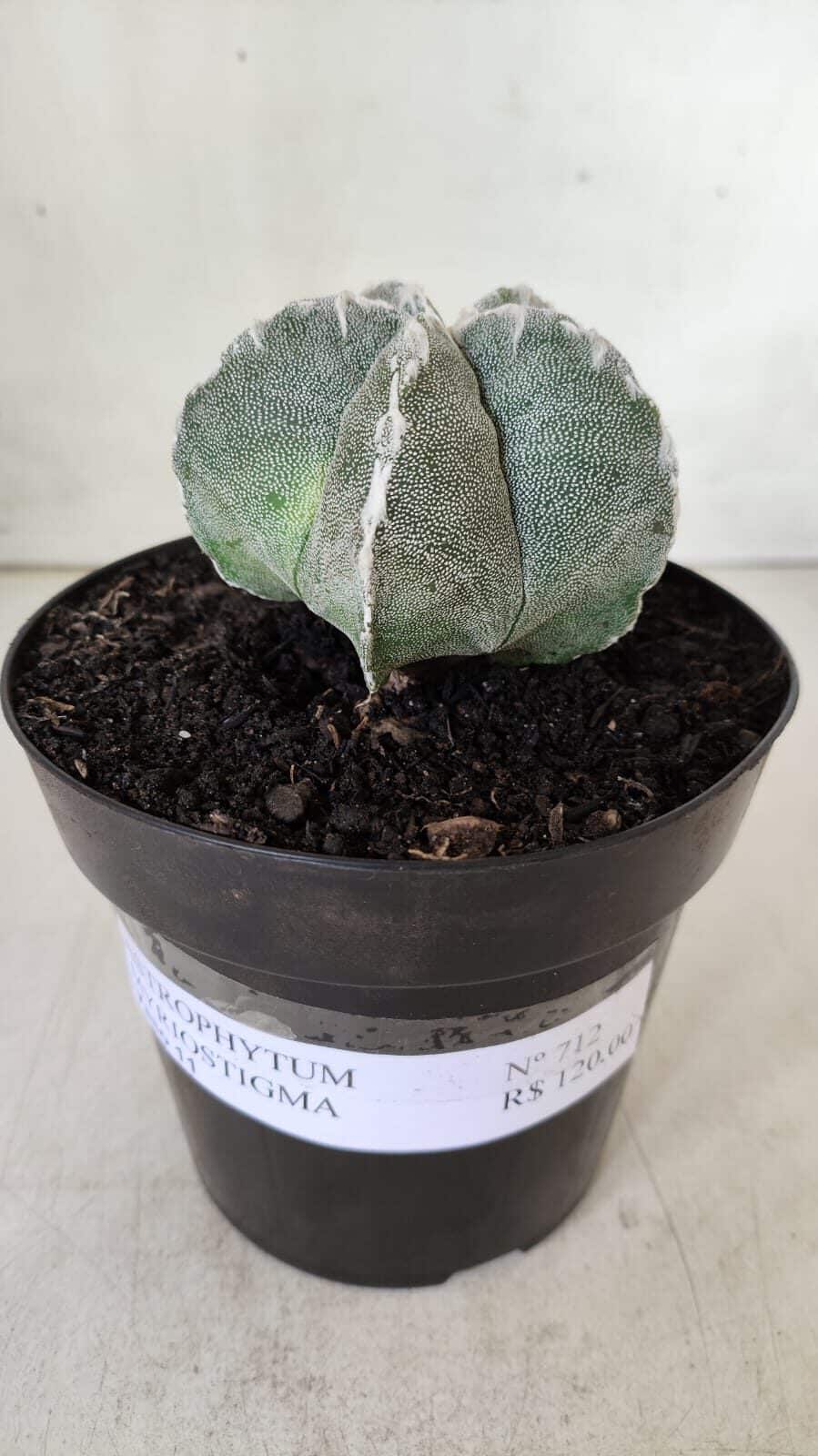 ASTROPHYTUM MYRIOSTIGMA Nº 712 – vaso 11