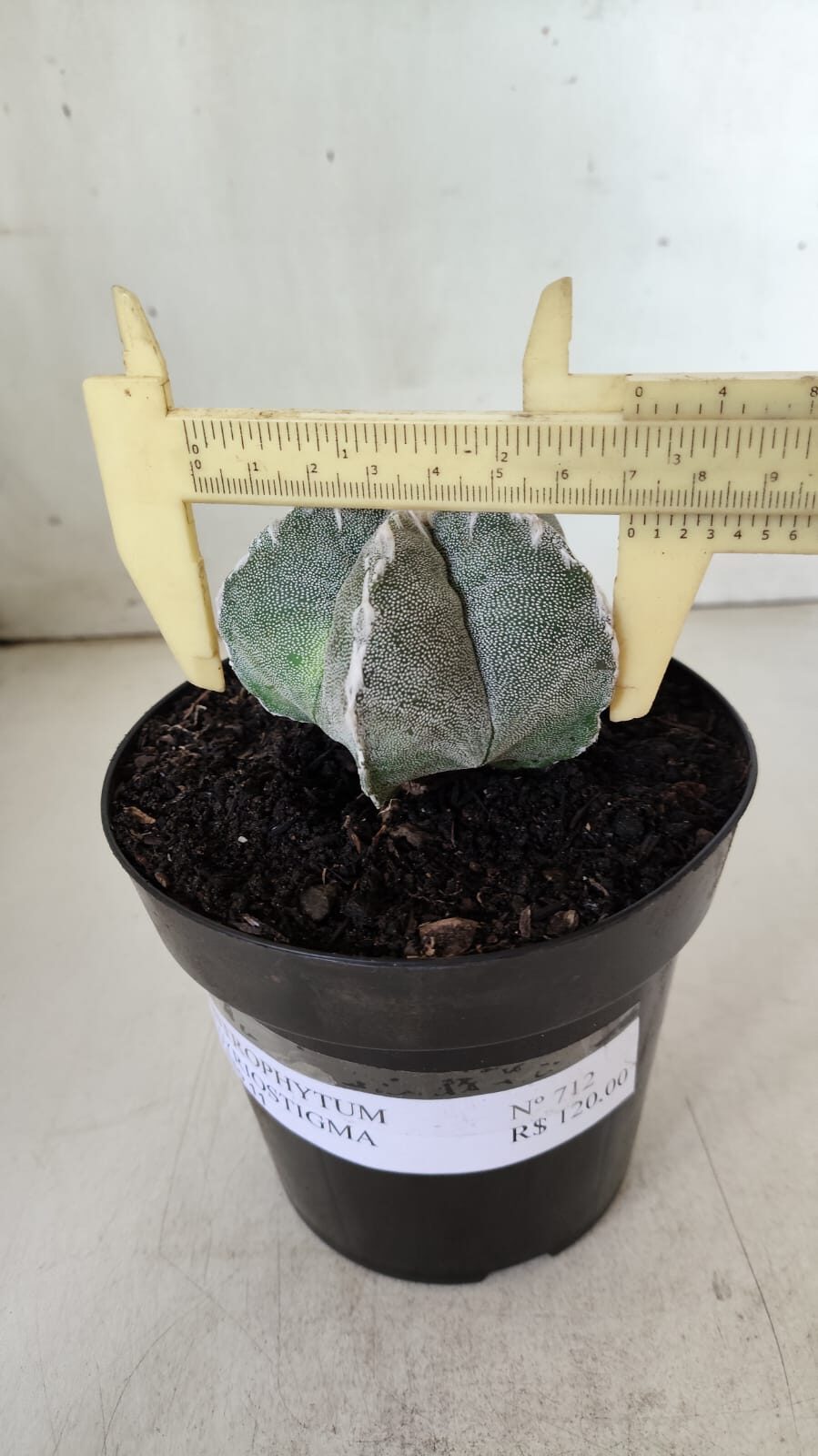 ASTROPHYTUM MYRIOSTIGMA Nº 712 – vaso 11