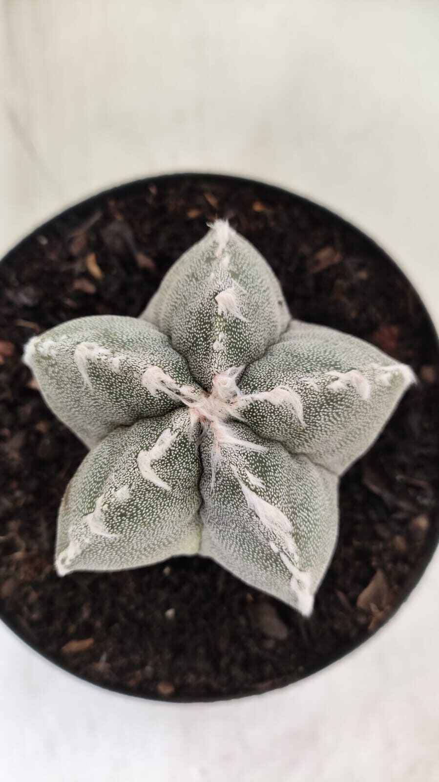 ASTROPHYTUM MYRIOSTIGMA Nº 712 – vaso 11