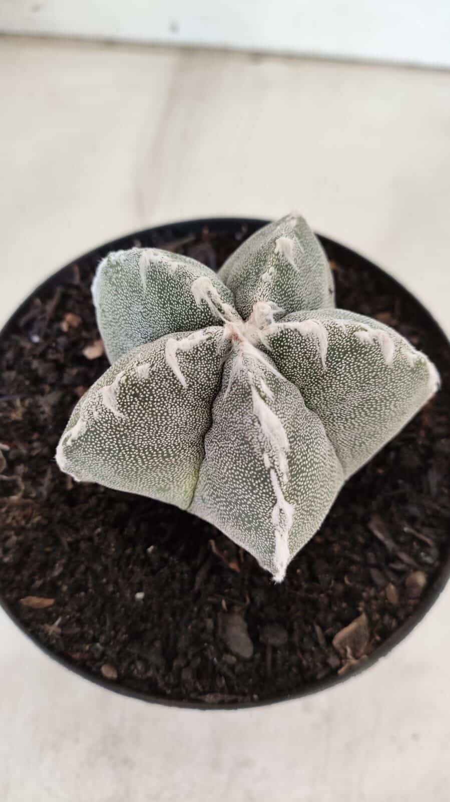 ASTROPHYTUM MYRIOSTIGMA Nº 712 – vaso 11