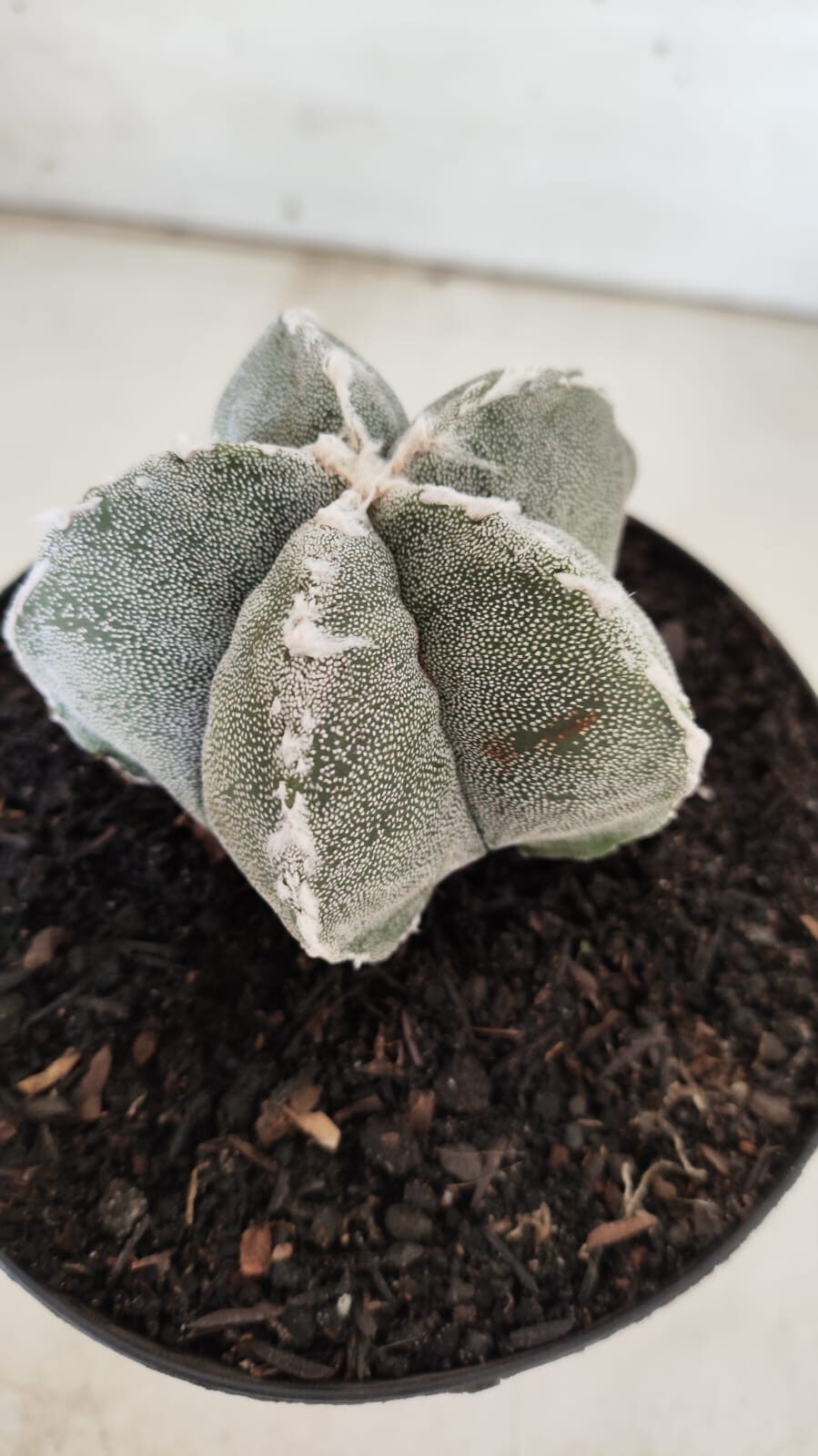 ASTROPHYTUM MYRIOSTIGMA Nº 712 – vaso 11
