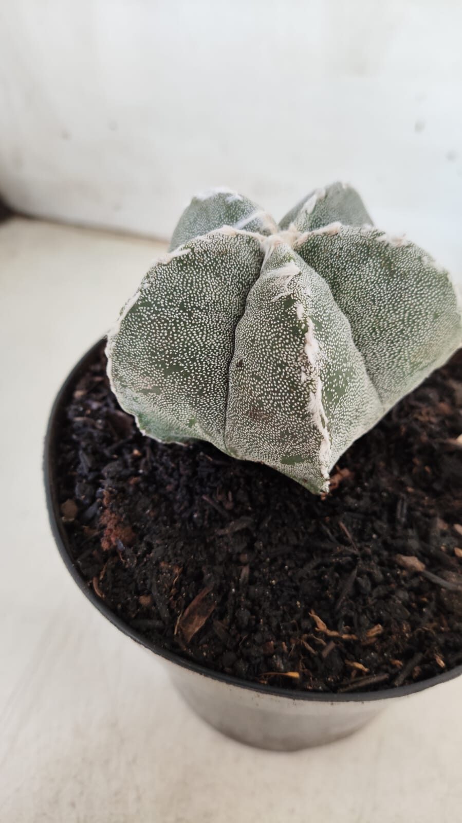 ASTROPHYTUM MYRIOSTIGMA Nº 712 – vaso 11