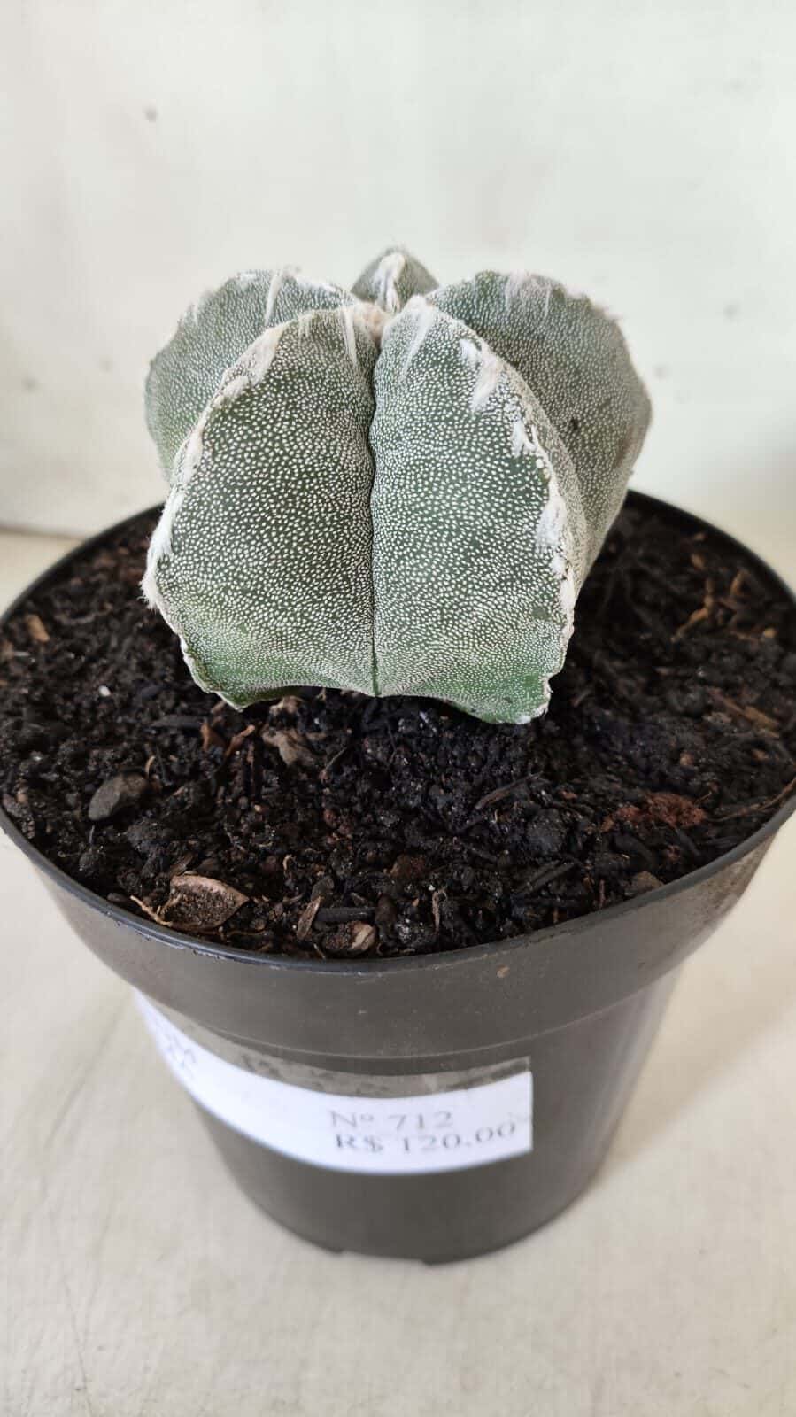 ASTROPHYTUM MYRIOSTIGMA Nº 712 – vaso 11