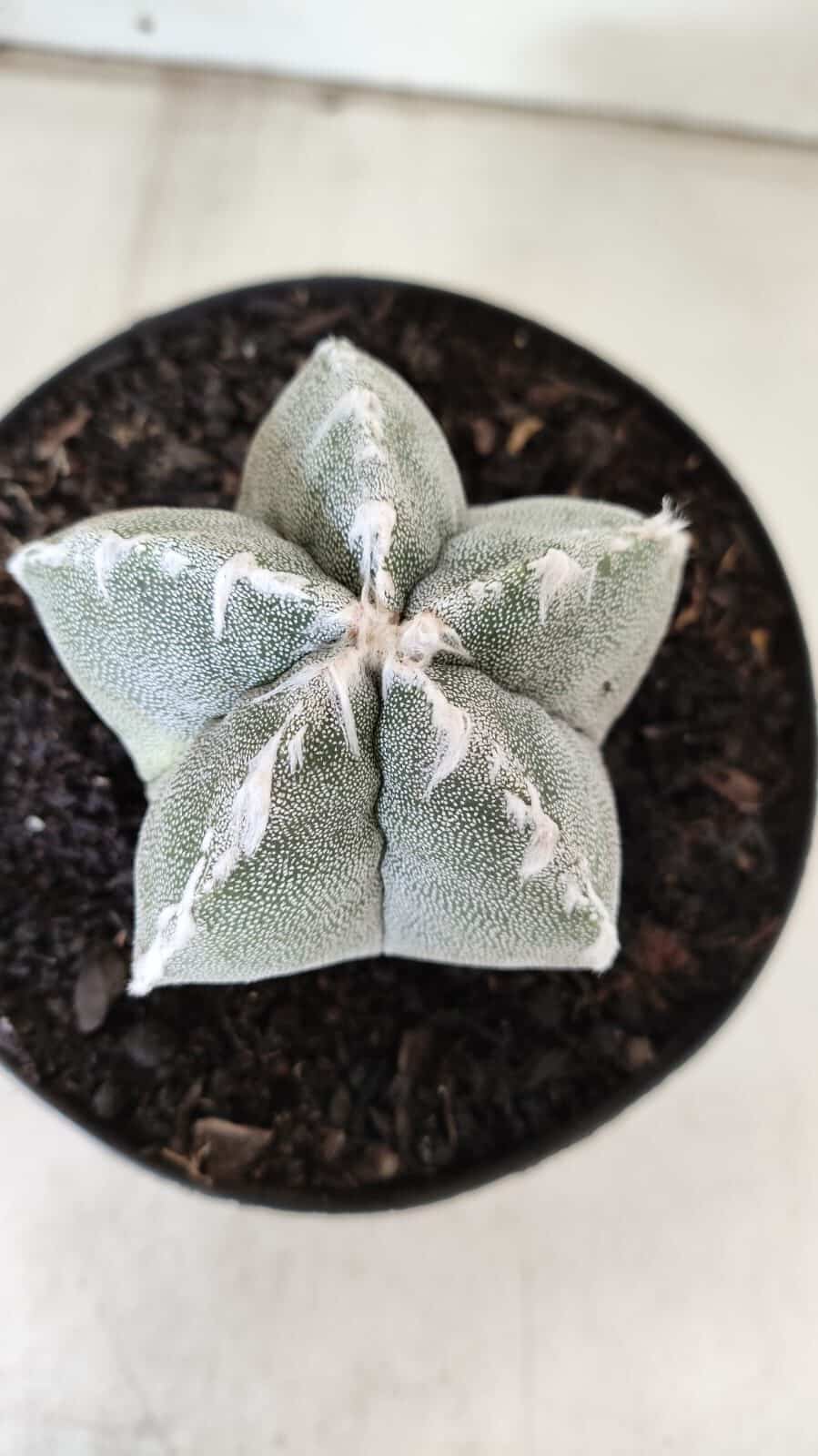 ASTROPHYTUM MYRIOSTIGMA Nº 712 – vaso 11