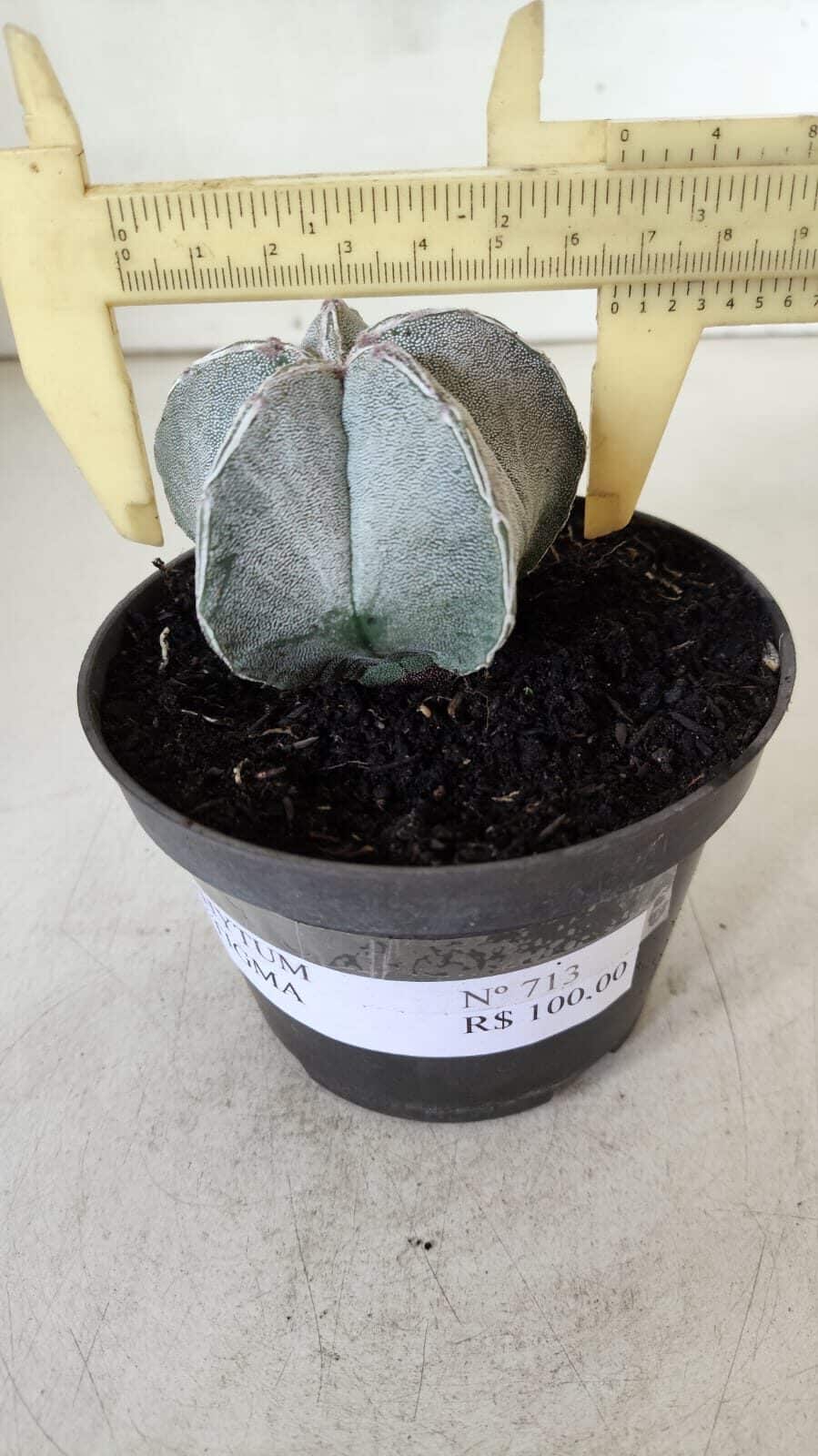 ASTROPHYTUM MYRIOSTIGMA Nº 713 – vaso 11