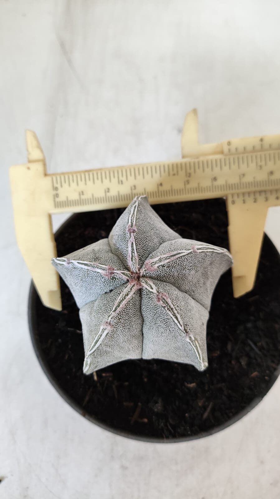 ASTROPHYTUM MYRIOSTIGMA Nº 713 – vaso 11
