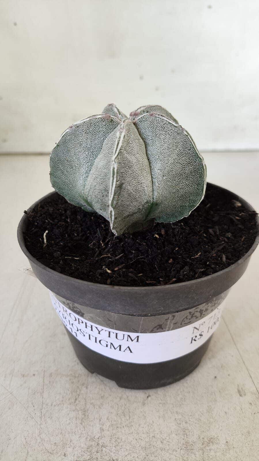 ASTROPHYTUM MYRIOSTIGMA Nº 713 – vaso 11