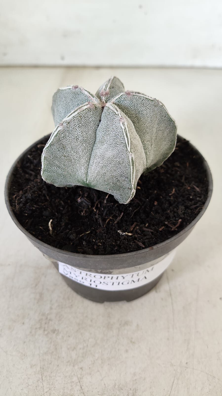 ASTROPHYTUM MYRIOSTIGMA Nº 713 – vaso 11