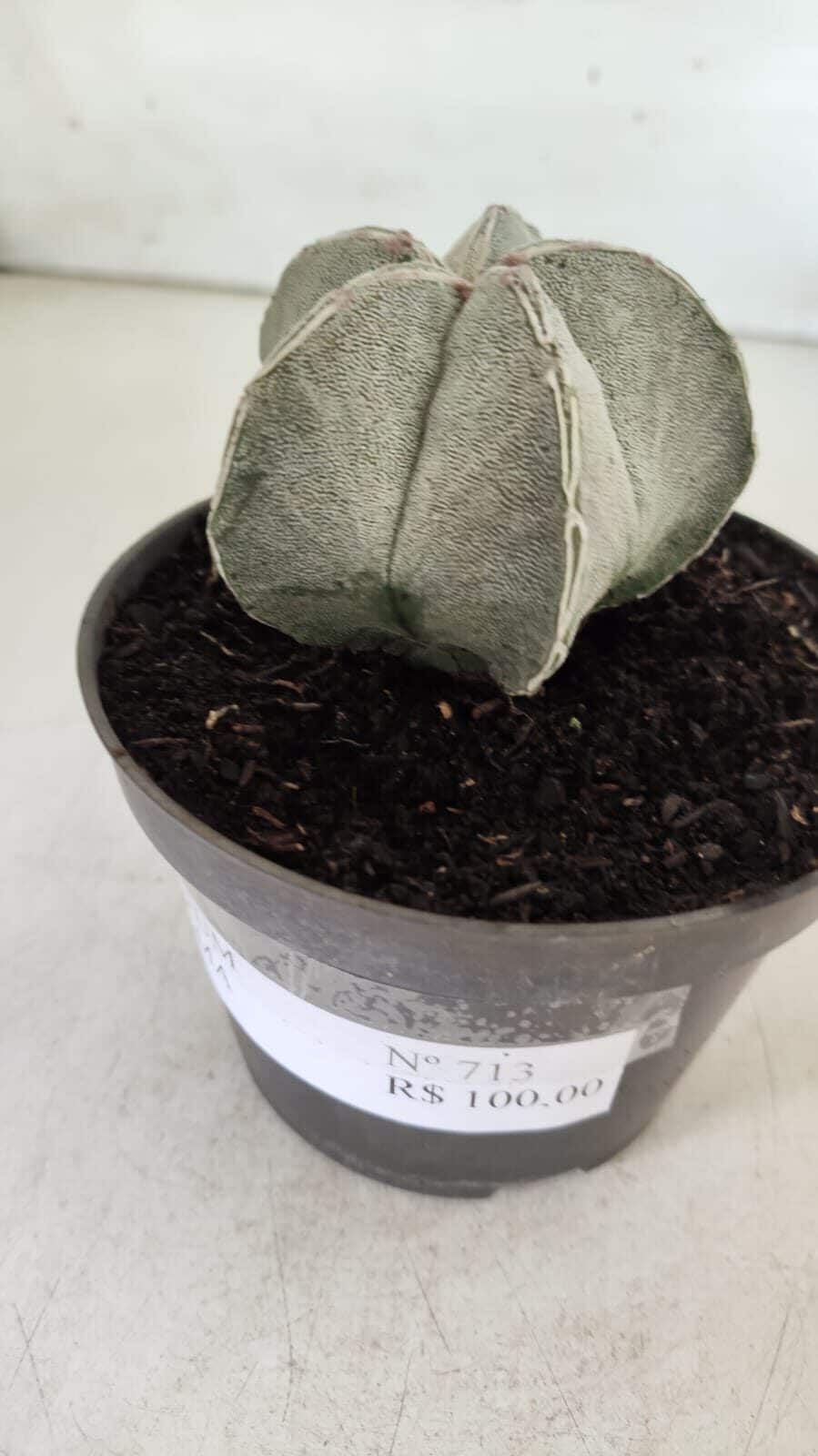 ASTROPHYTUM MYRIOSTIGMA Nº 713 – vaso 11