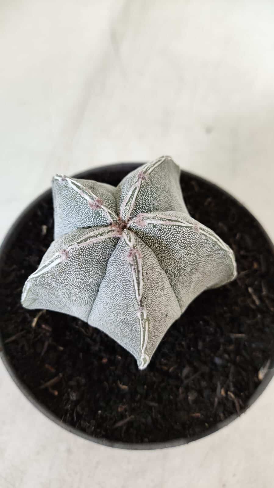 ASTROPHYTUM MYRIOSTIGMA Nº 713 – vaso 11