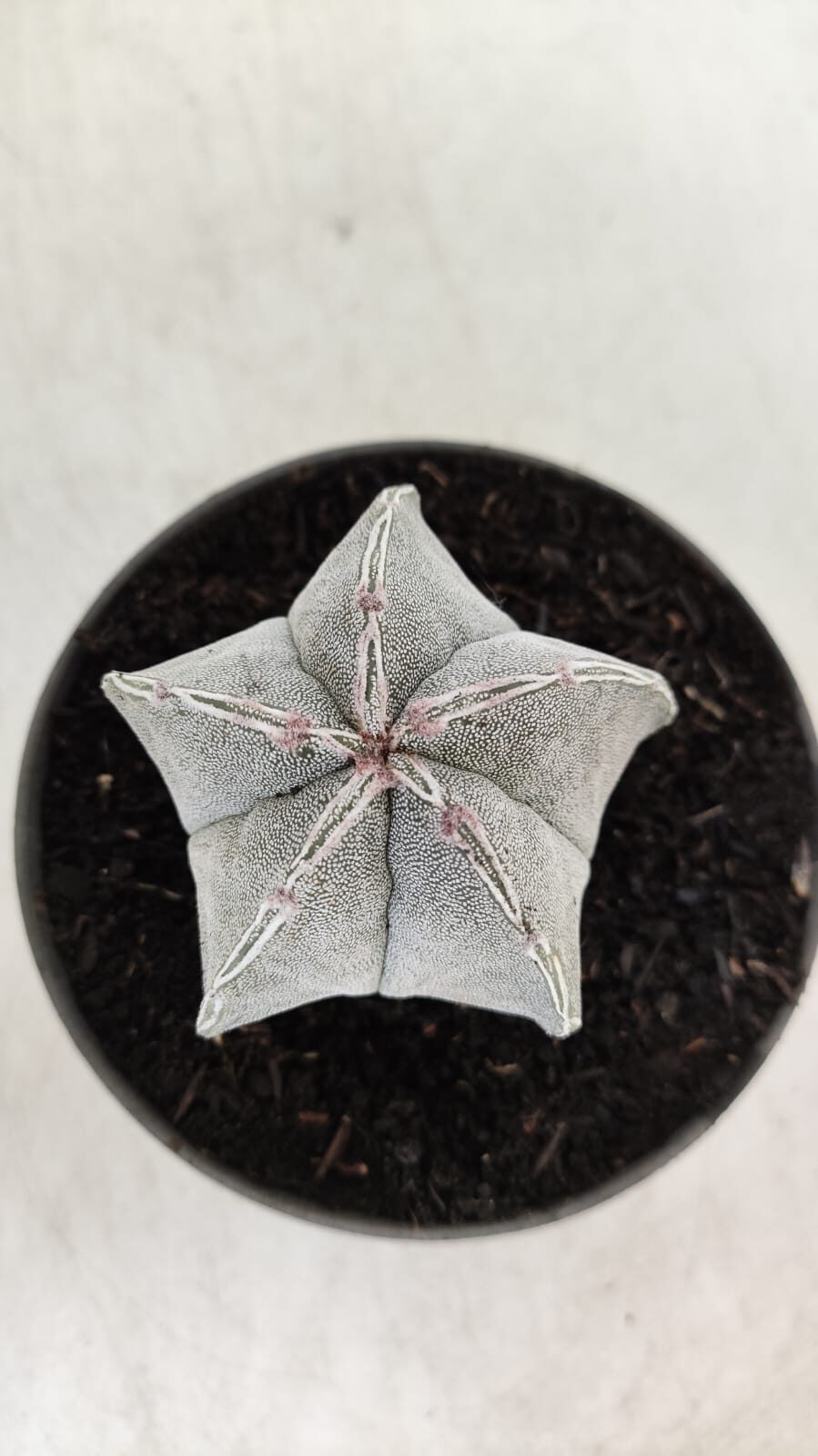ASTROPHYTUM MYRIOSTIGMA Nº 713 – vaso 11