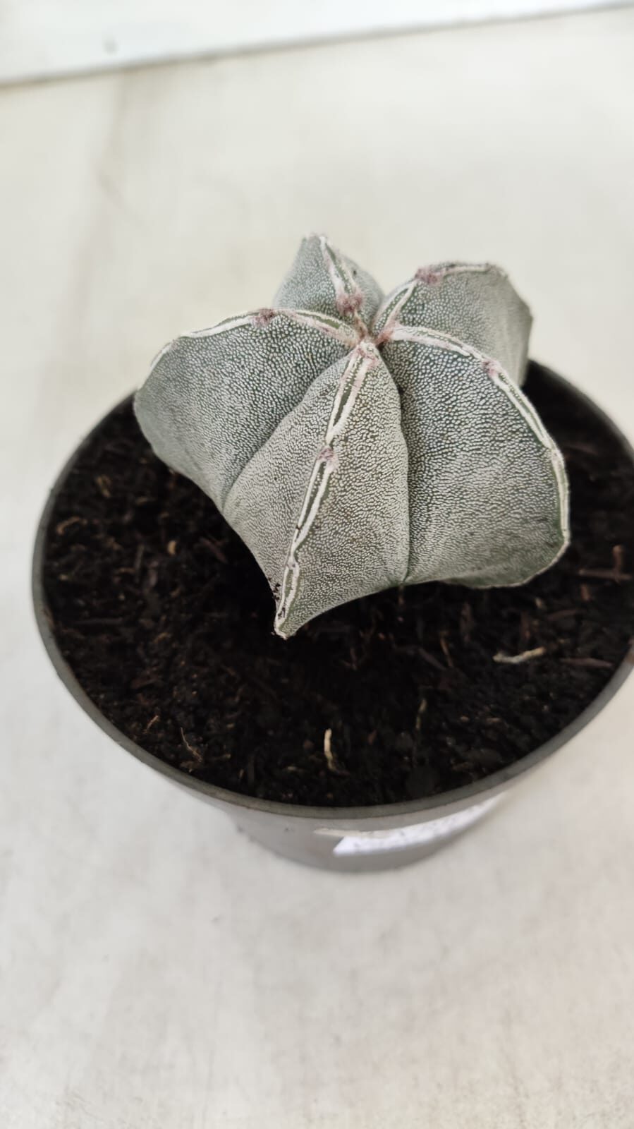 ASTROPHYTUM MYRIOSTIGMA Nº 713 – vaso 11
