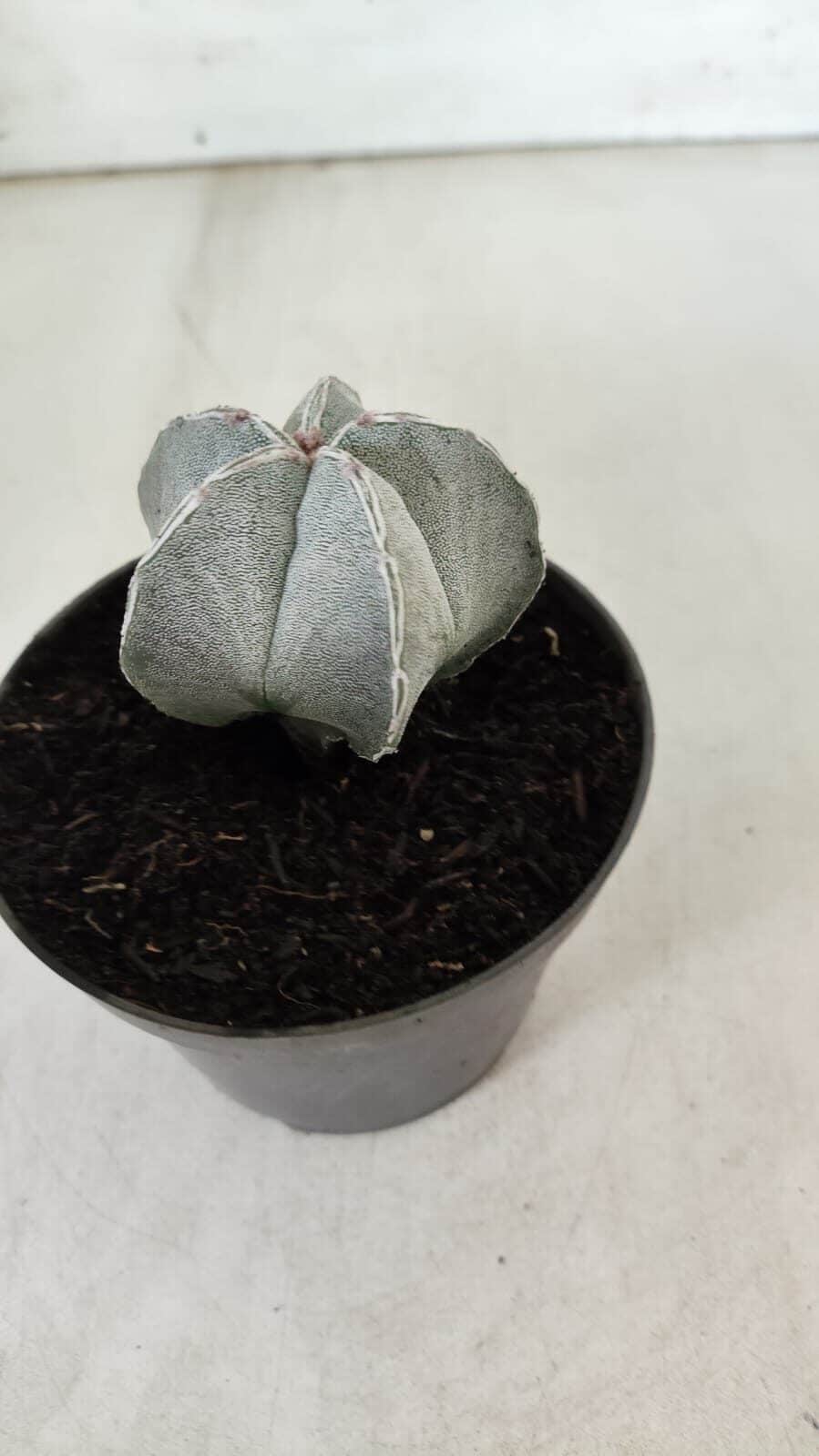 ASTROPHYTUM MYRIOSTIGMA Nº 713 – vaso 11