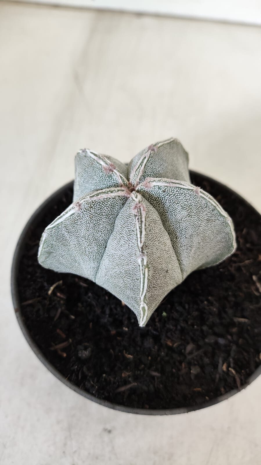ASTROPHYTUM MYRIOSTIGMA Nº 713 – vaso 11