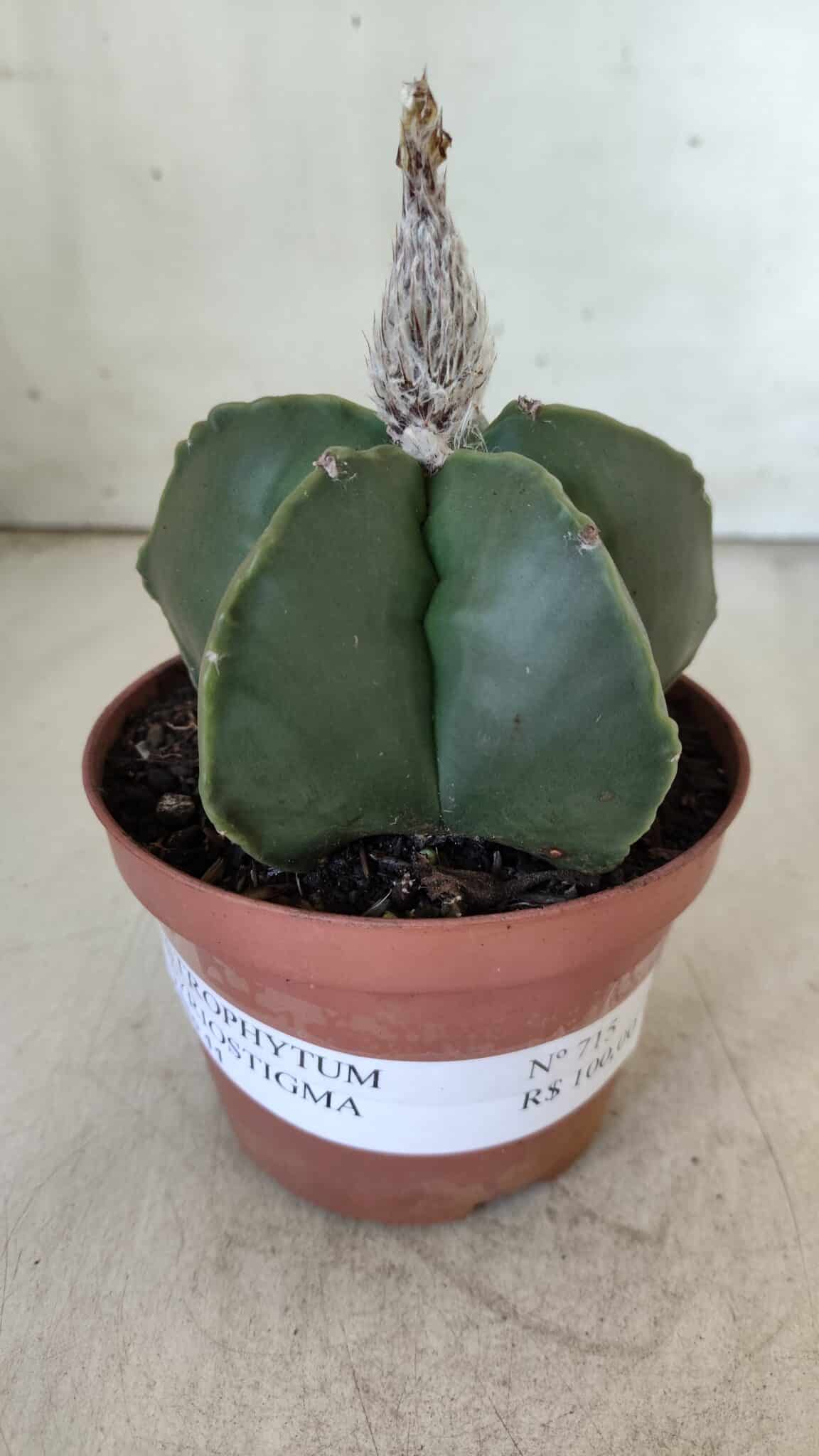 ASTROPHYTUM MYRIOSTIGMA "NUDUM" Nº 715 – vaso 11