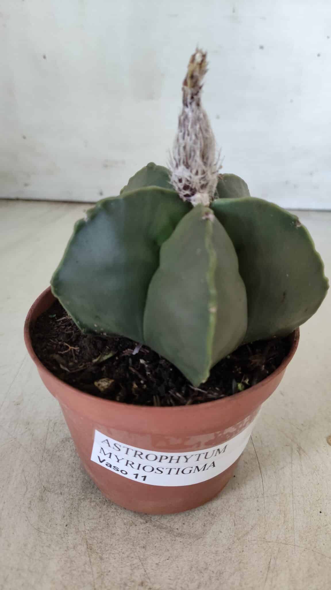ASTROPHYTUM MYRIOSTIGMA "NUDUM" Nº 715 – vaso 11