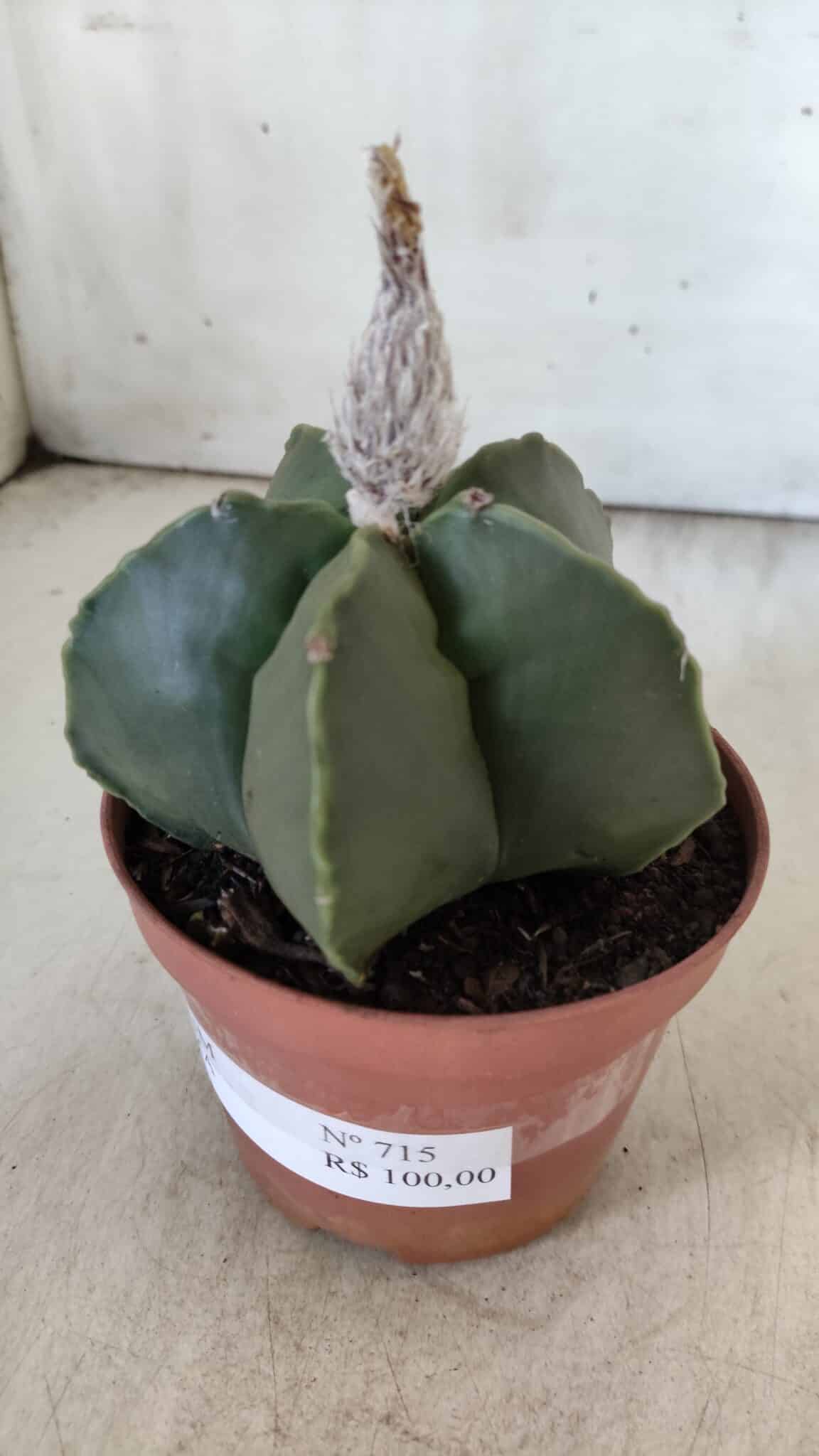 ASTROPHYTUM MYRIOSTIGMA "NUDUM" Nº 715 – vaso 11