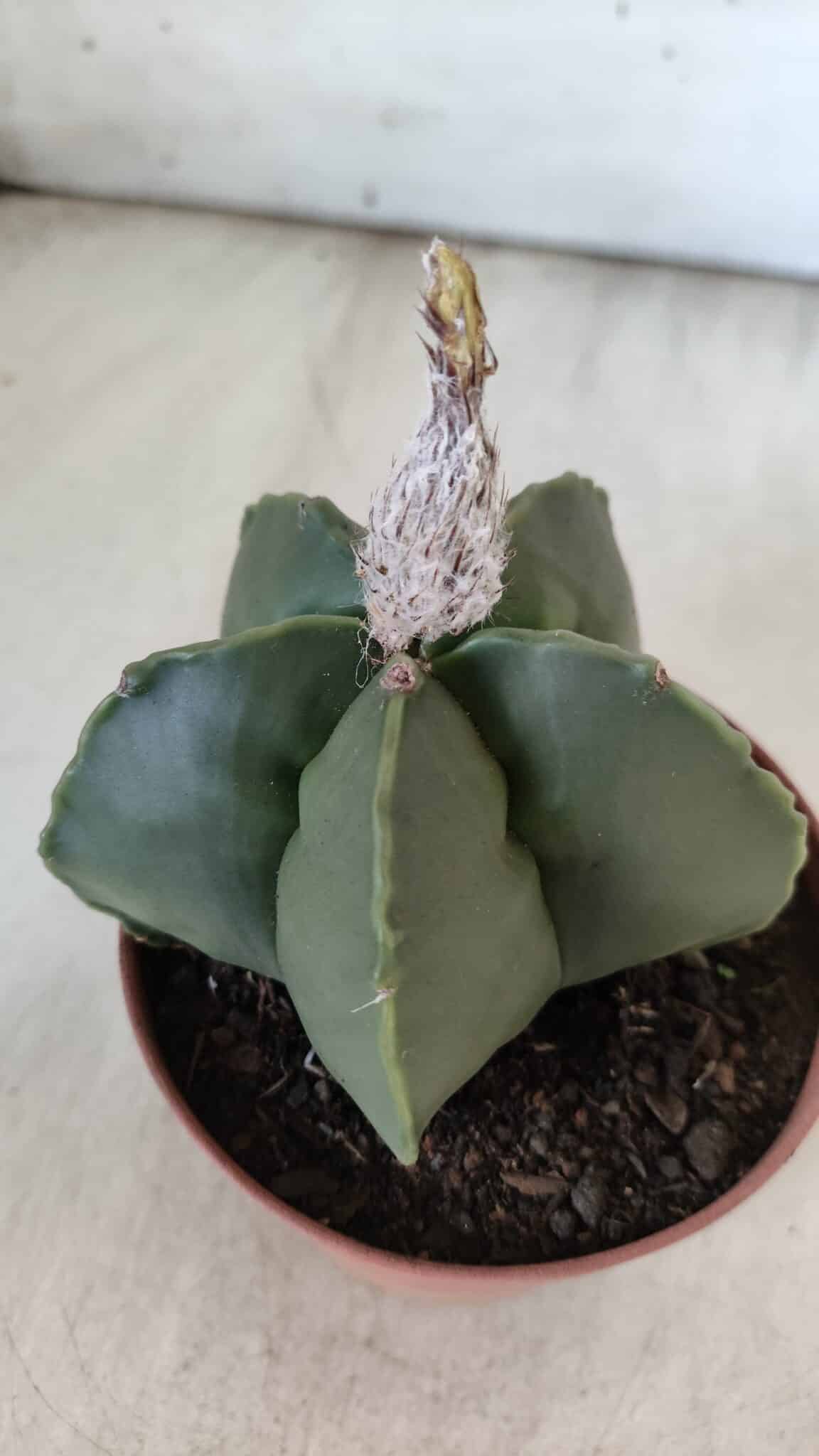 ASTROPHYTUM MYRIOSTIGMA "NUDUM" Nº 715 – vaso 11