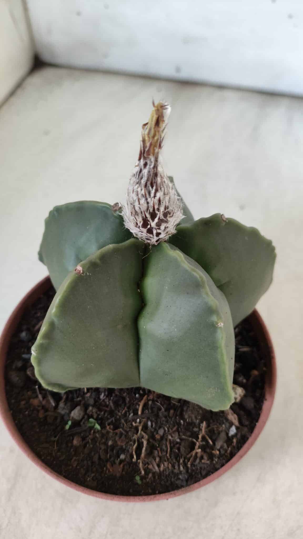 ASTROPHYTUM MYRIOSTIGMA "NUDUM" Nº 715 – vaso 11