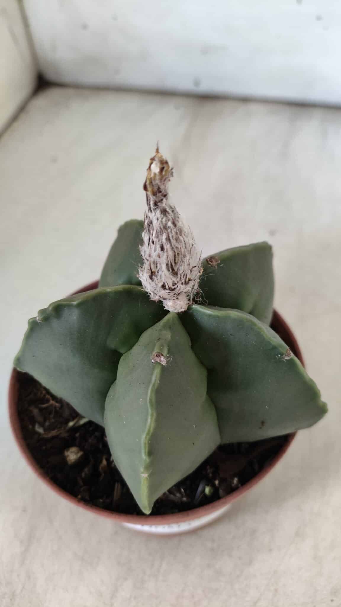 ASTROPHYTUM MYRIOSTIGMA "NUDUM" Nº 715 – vaso 11